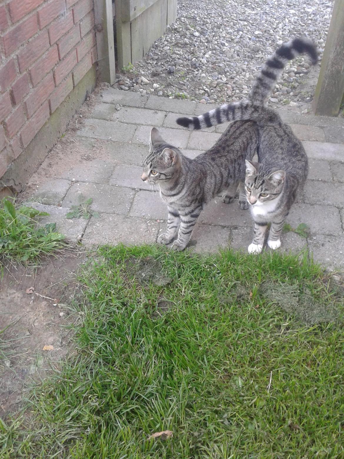 Huskat Tayson - Sammen med Mille  billede 26