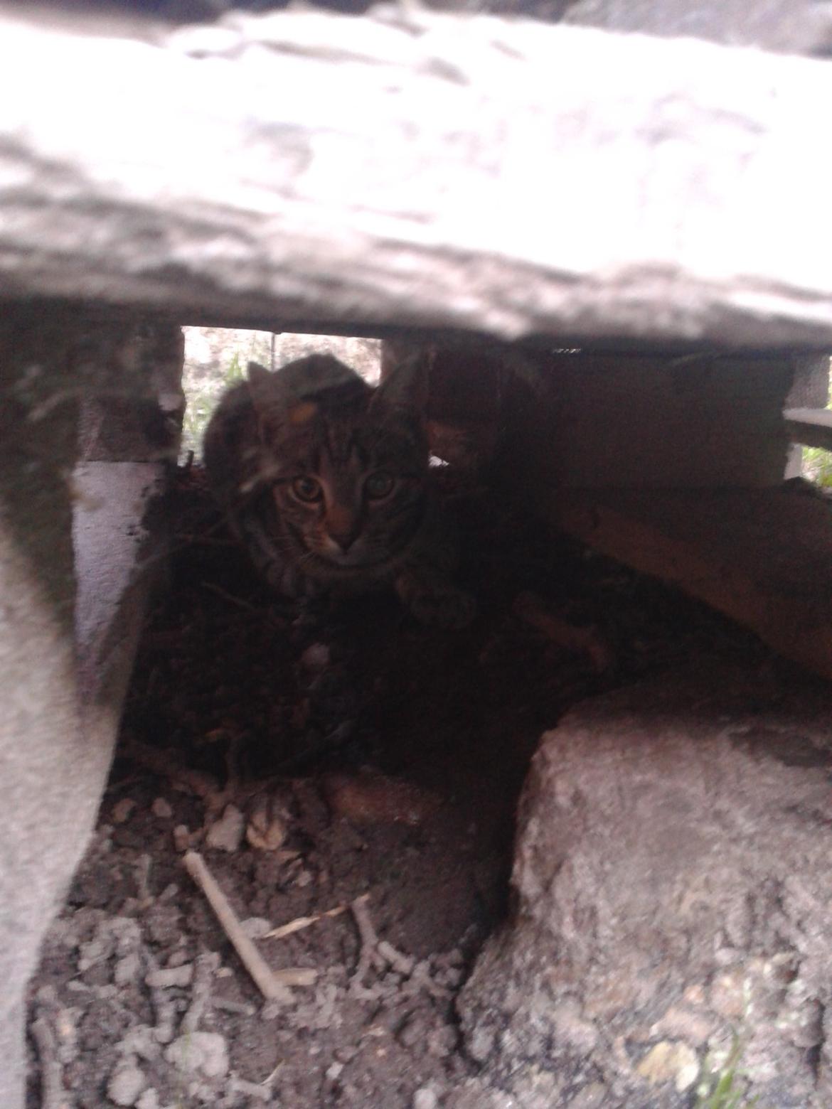 Huskat Tayson - Gemmer sig billede 27