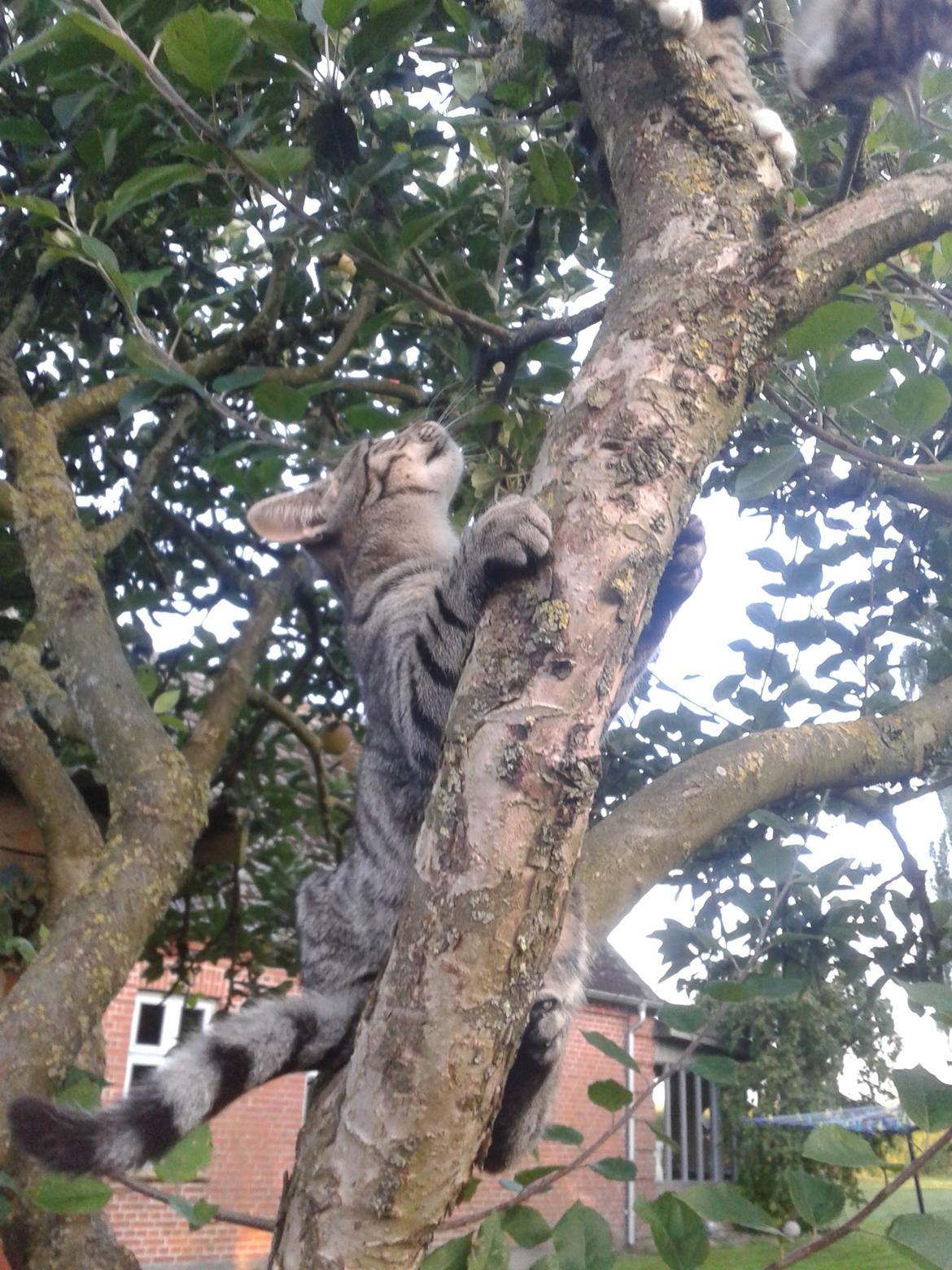 Huskat Tayson - Leger med Mille i træet billede 28