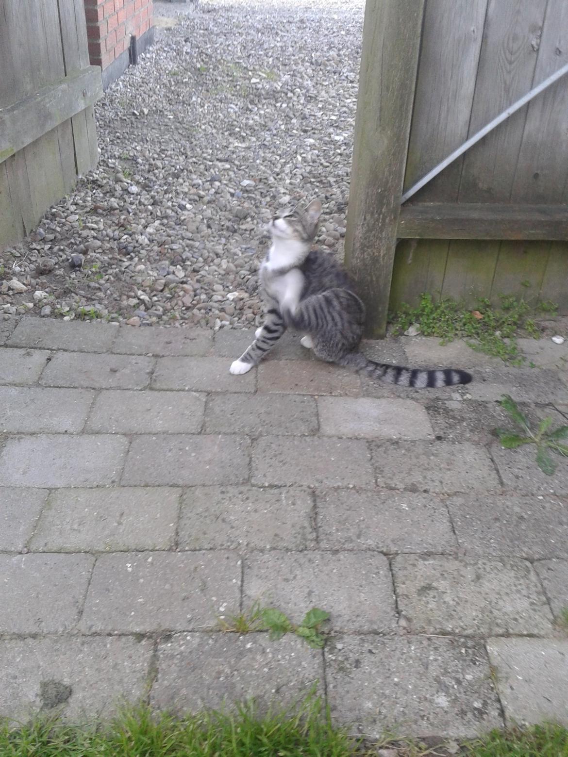 Huskat Mille billede 25