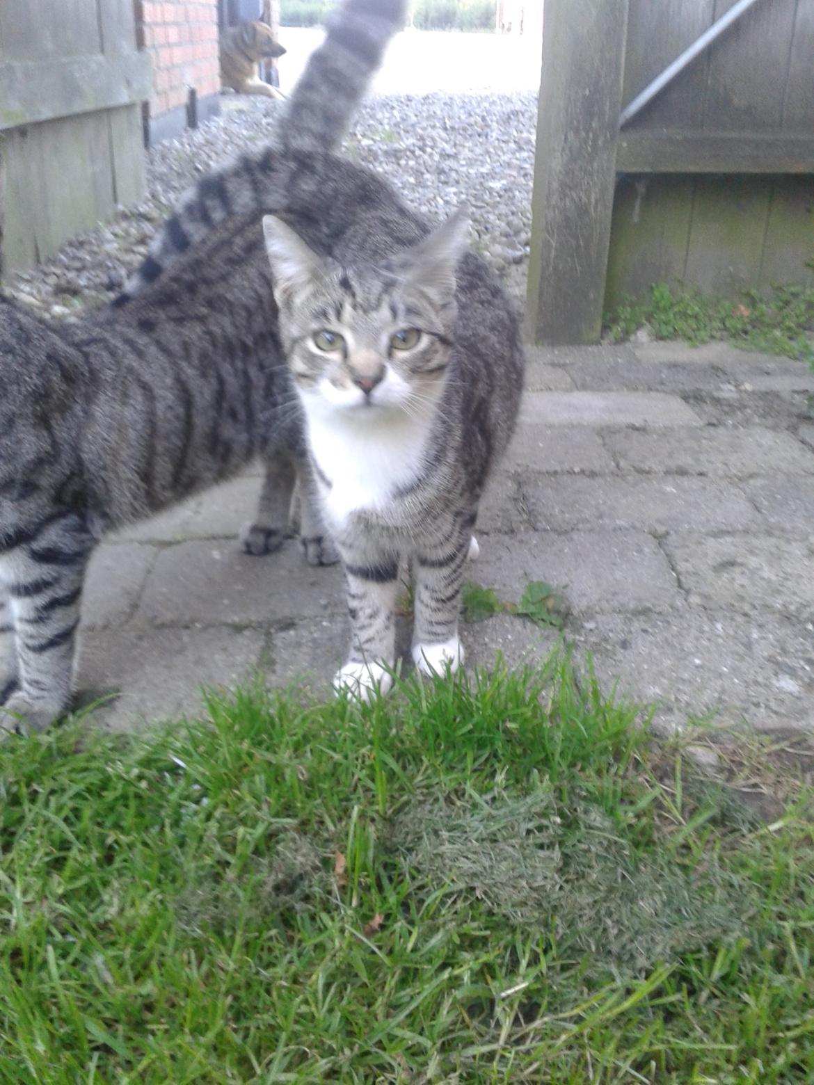 Huskat Mille billede 27