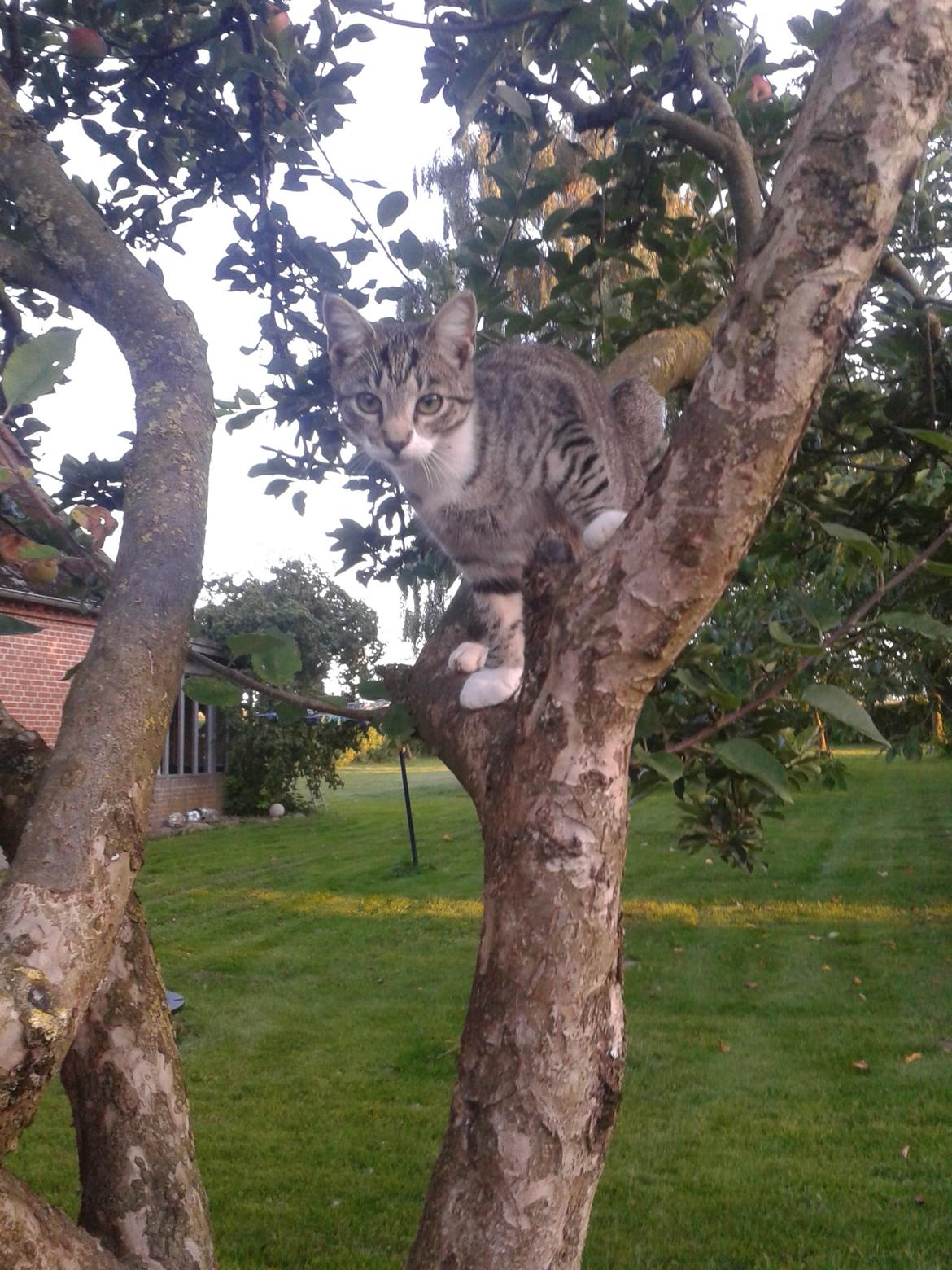Huskat Mille - Klatere i træet billede 28
