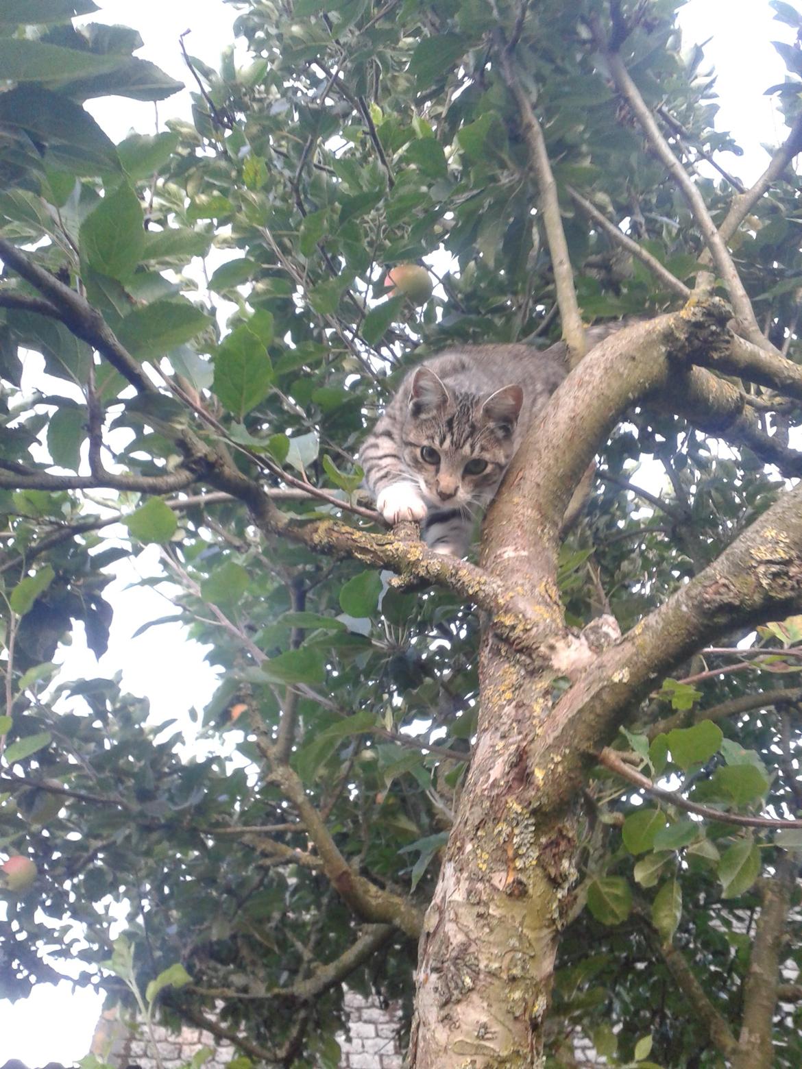 Huskat Mille billede 29