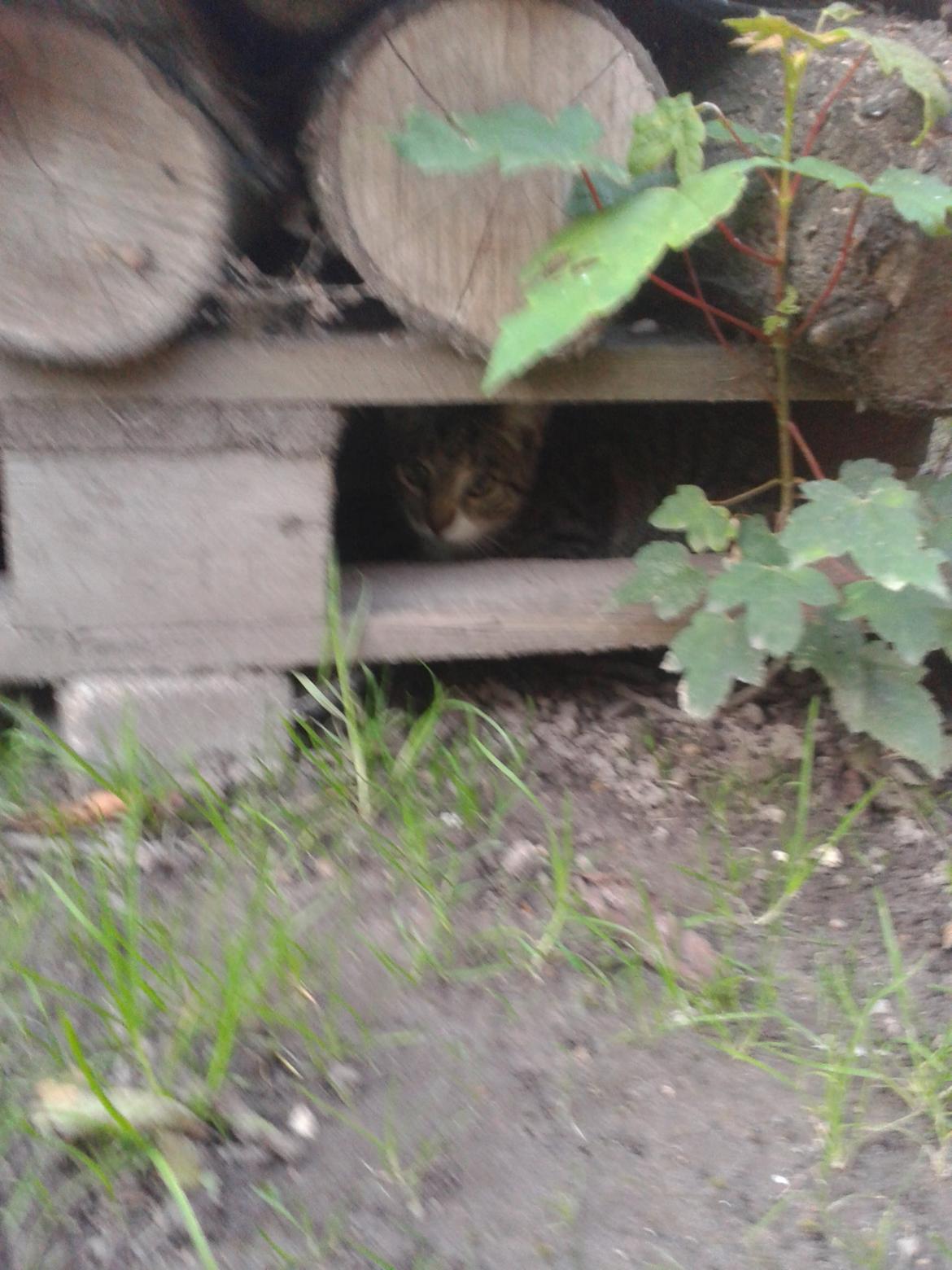 Huskat Mille - Gemmer sig billede 30