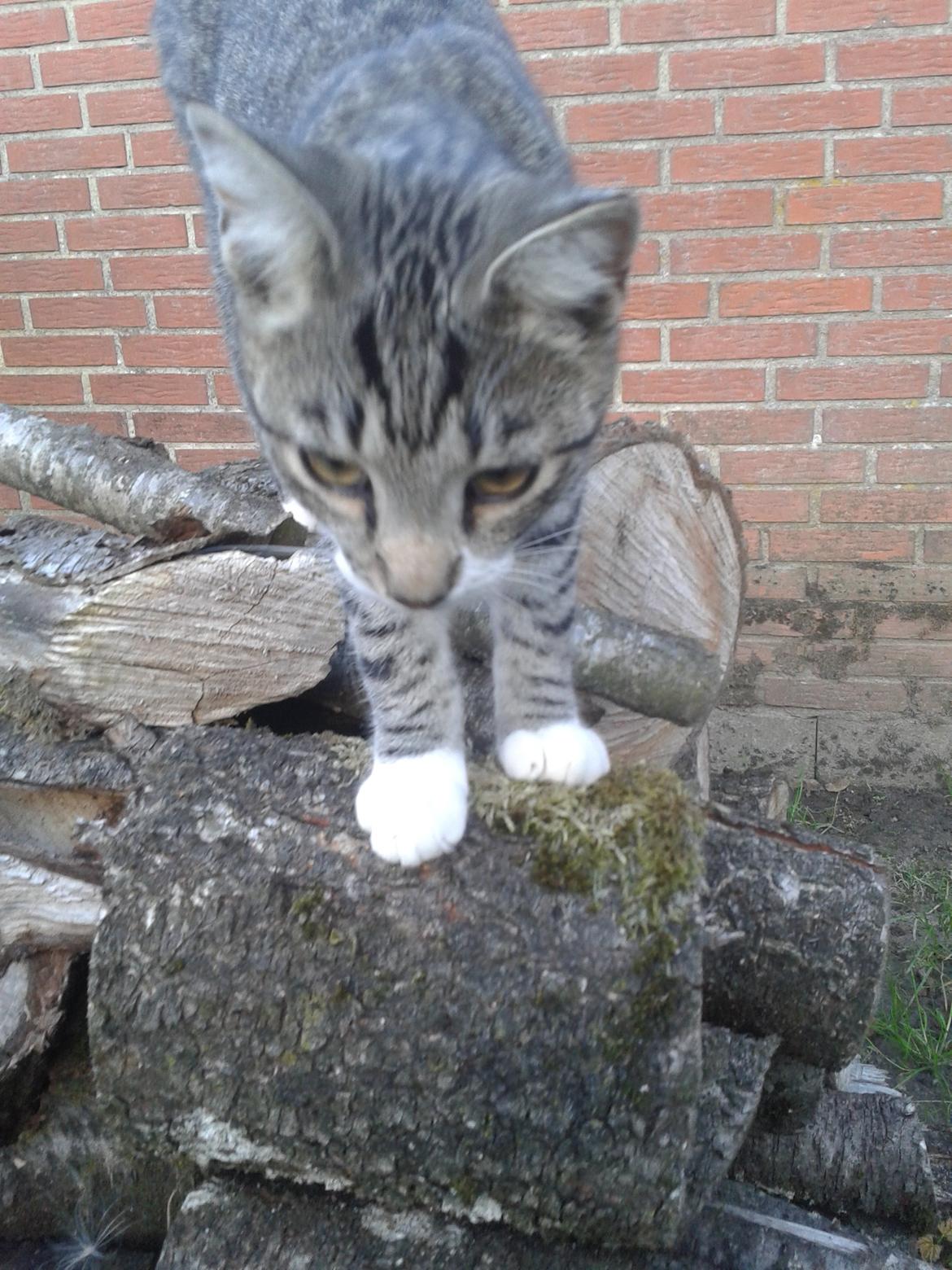 Huskat Mille billede 31