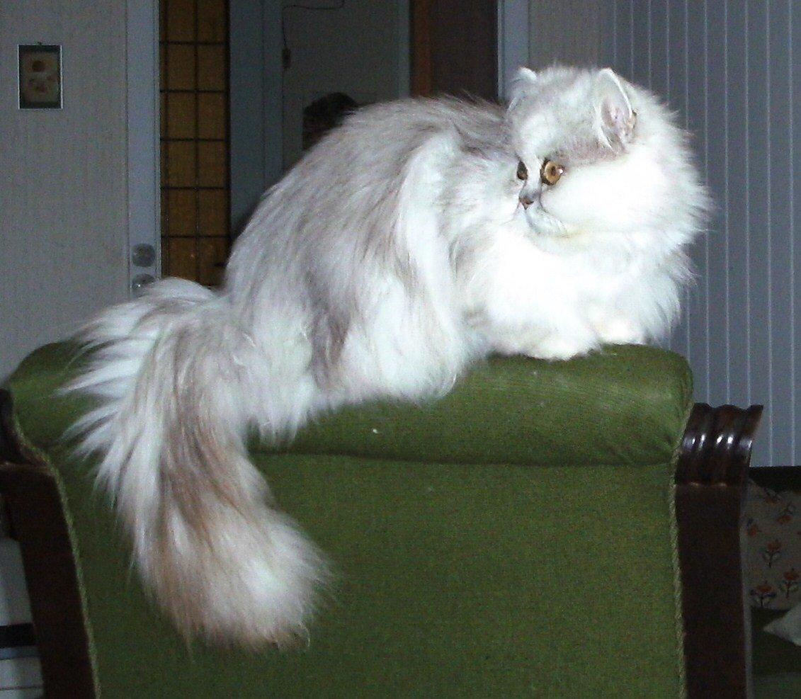 Perser Scary Vermehr - Glad mis på stolen billede 1