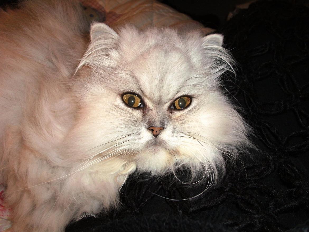 Perser Scary Vermehr - Lidt alvorlig mis billede 2