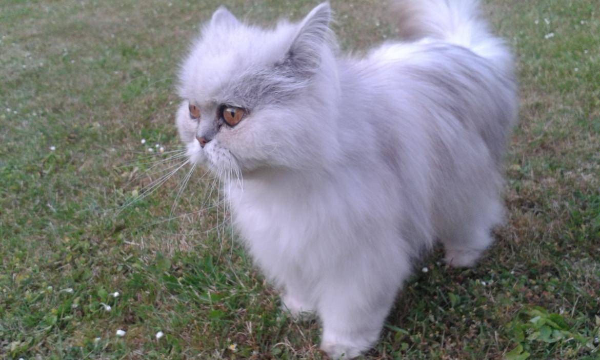 Perser Scary Vermehr - Mis i haven billede 3