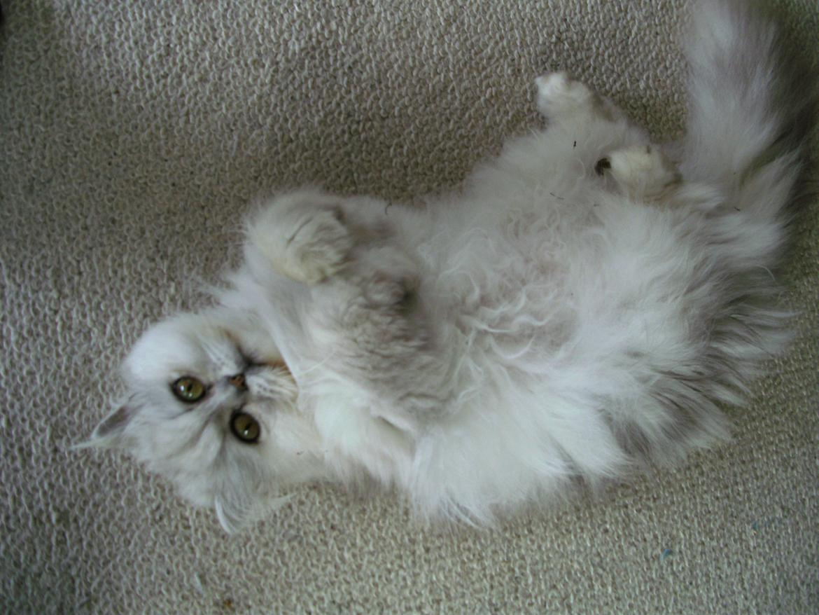 Perser Scary Vermehr - Mis der fjoller og gør sig lækker billede 4