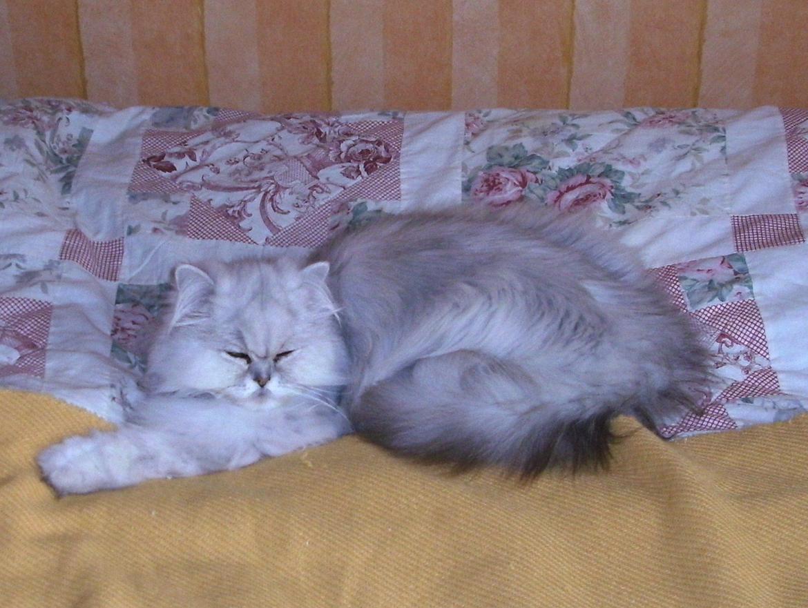 Perser Scary Vermehr - Mis der nyder at slaooe af billede 5