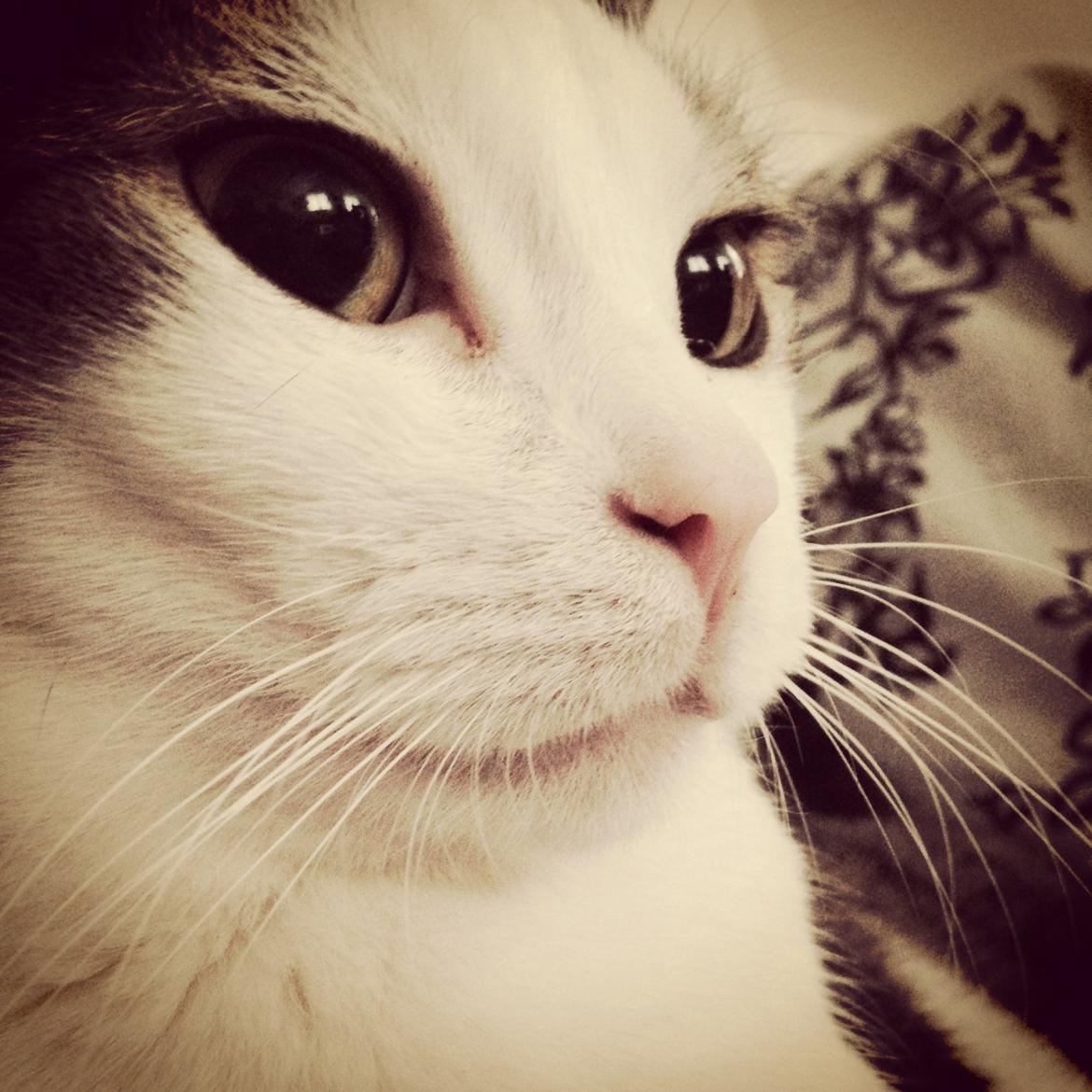 Huskat Topper billede 4