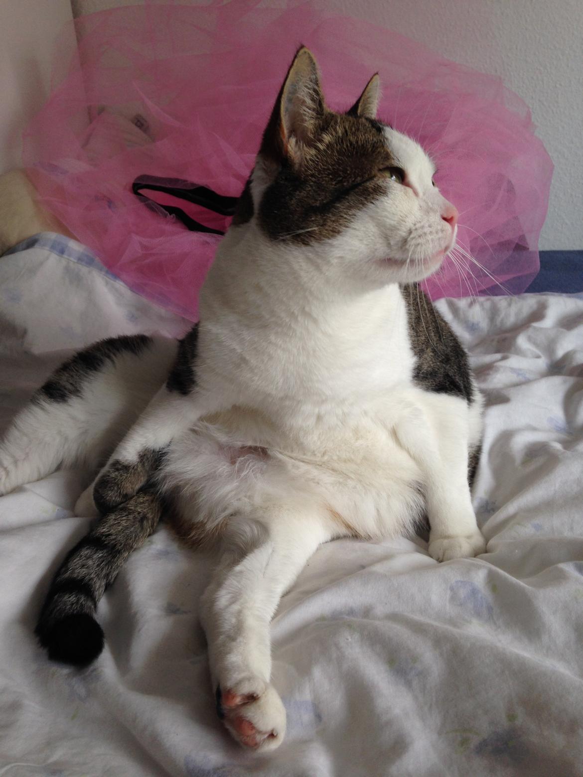 Huskat Topper billede 5