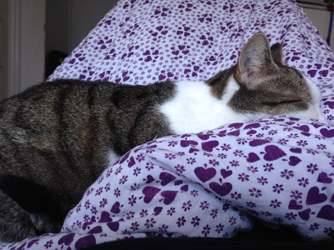 Huskat Topper billede 7