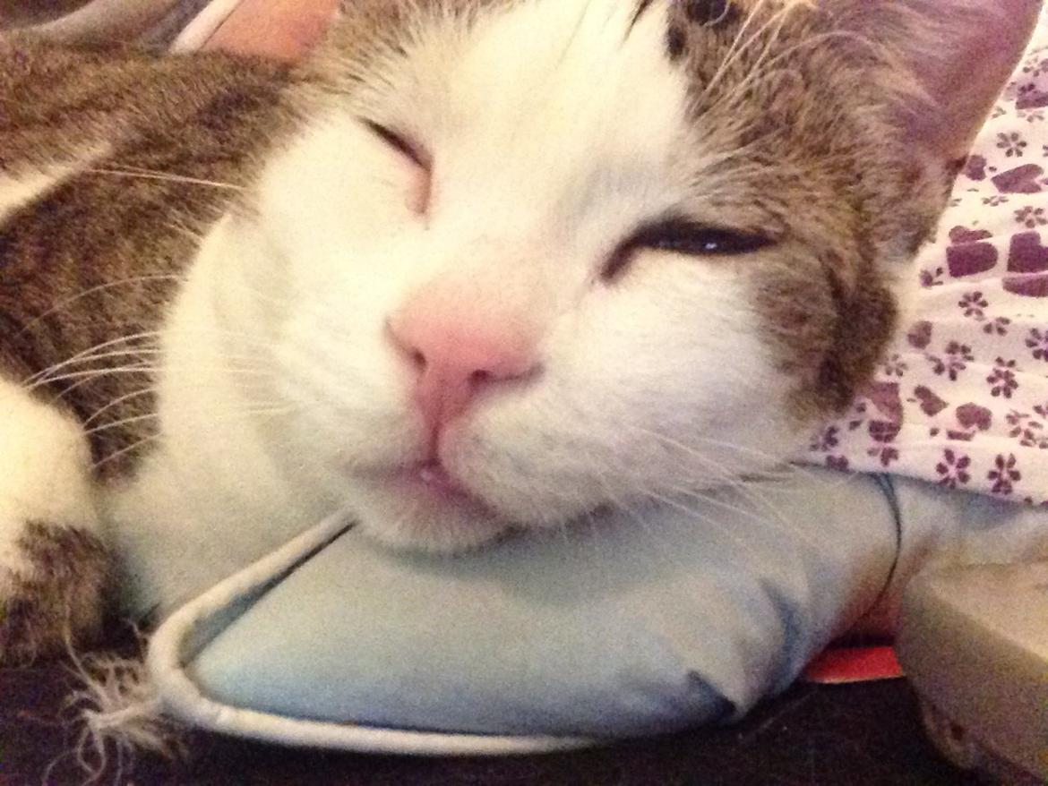 Huskat Topper billede 9