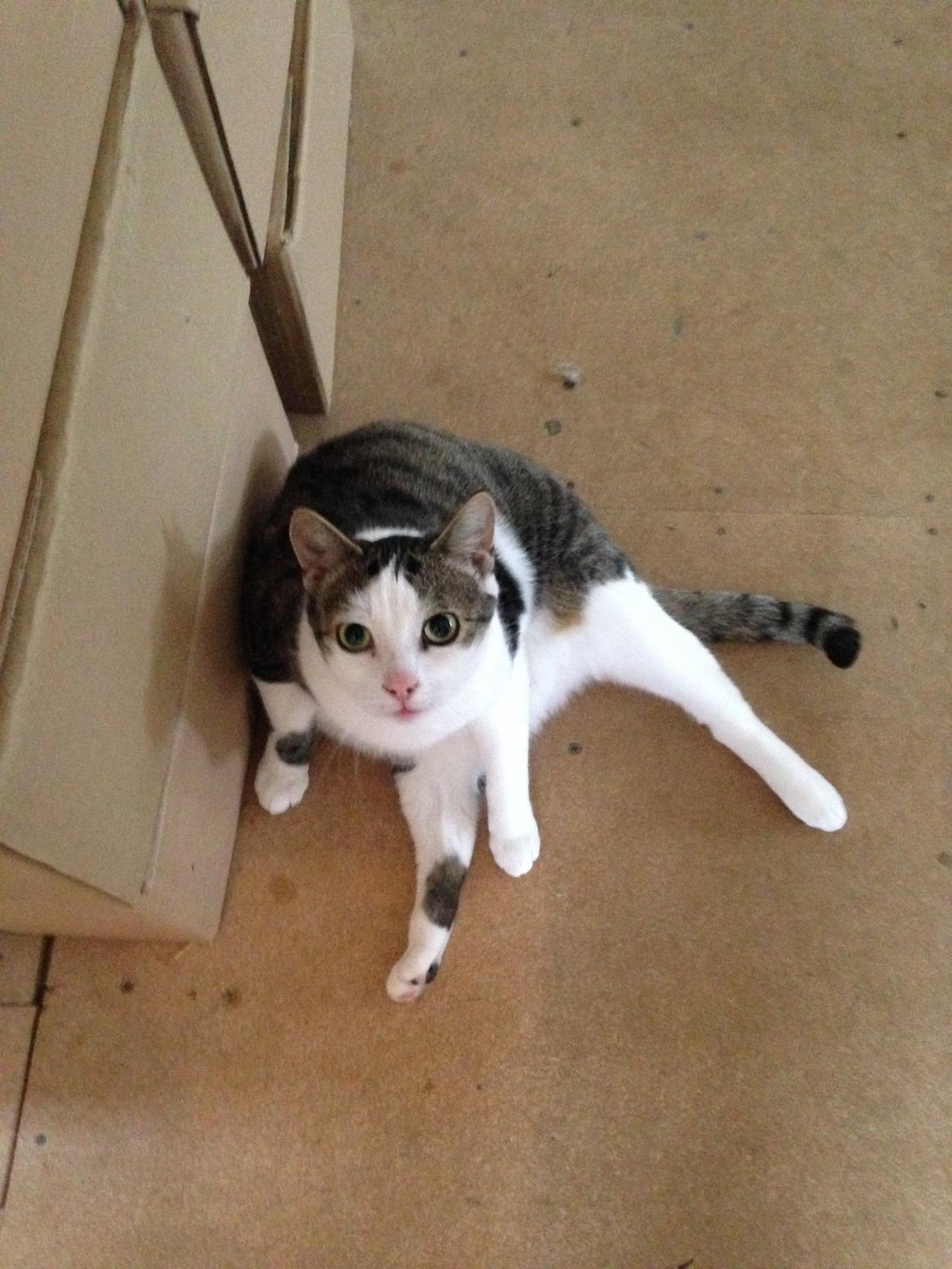 Huskat Topper billede 10