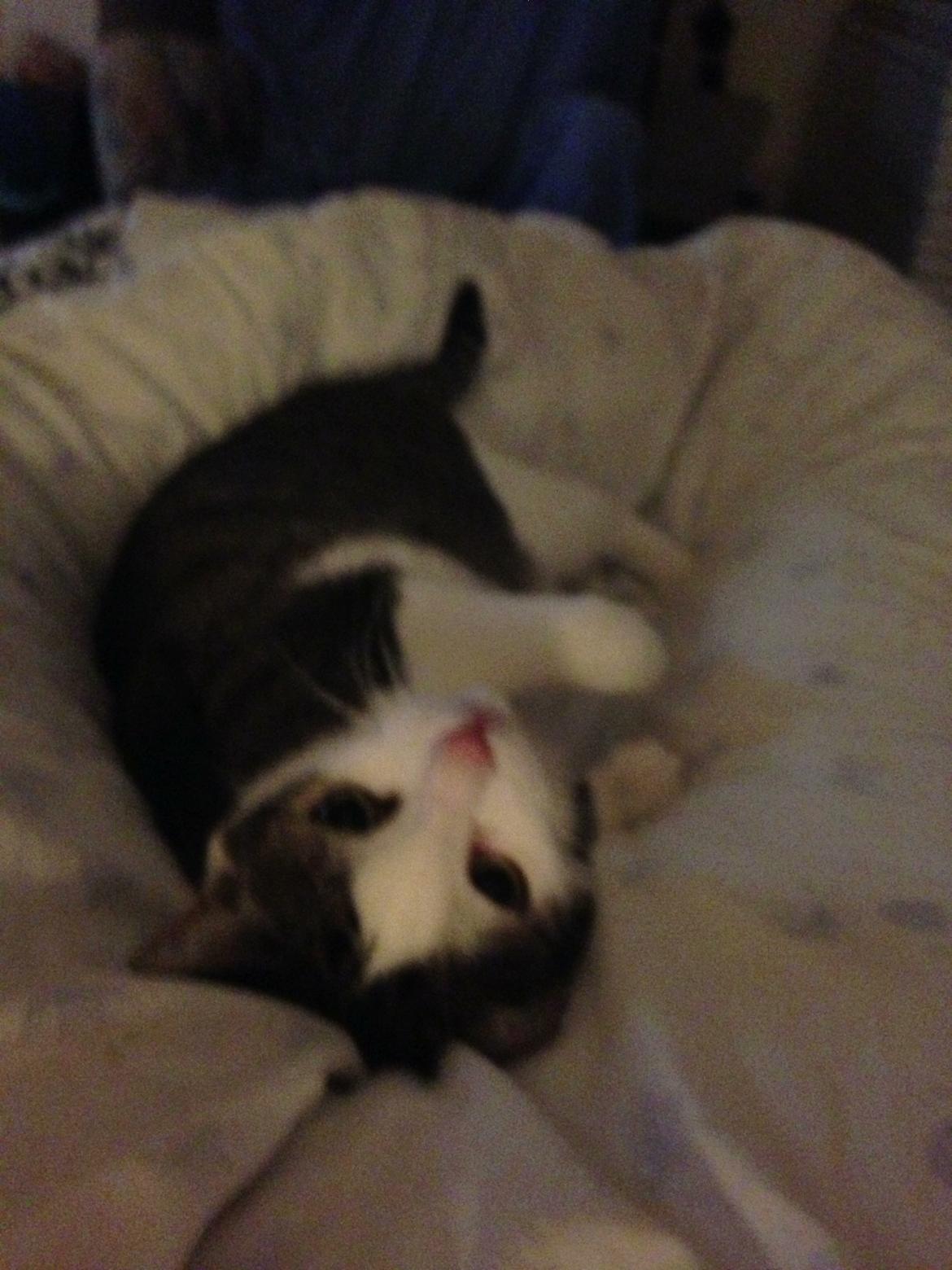 Huskat Topper billede 12