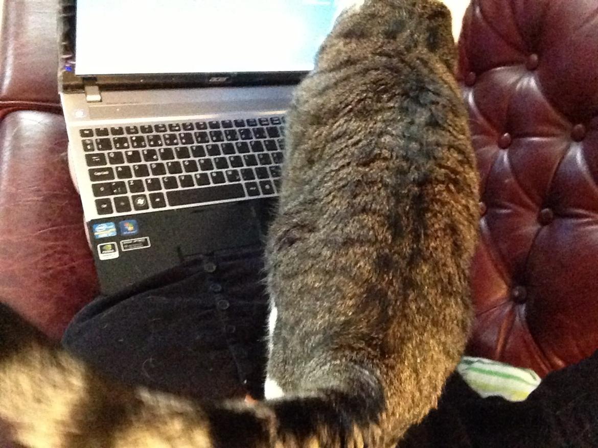 Huskat Topper billede 13