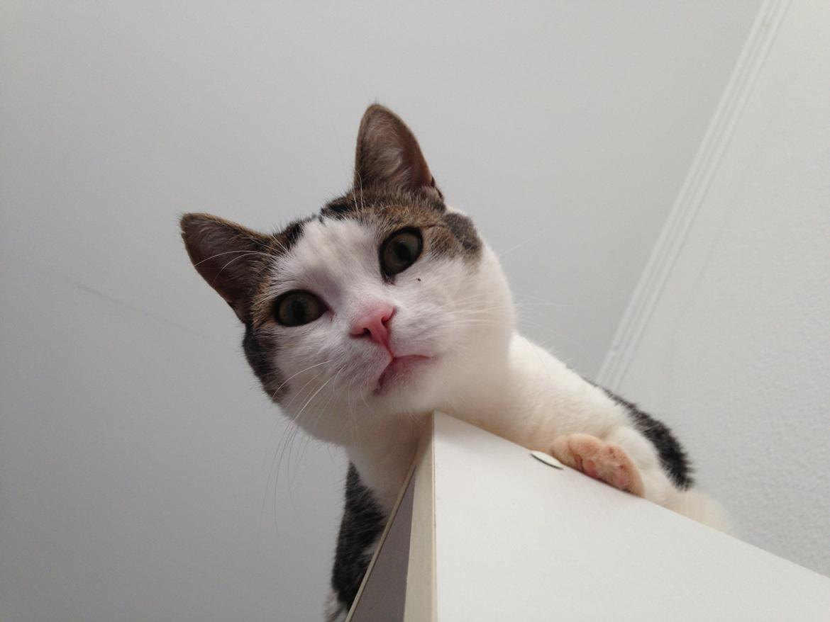 Huskat Topper billede 14