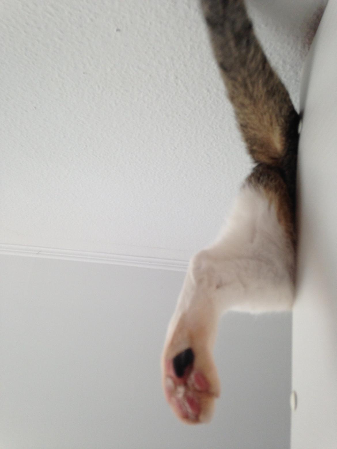 Huskat Topper billede 15