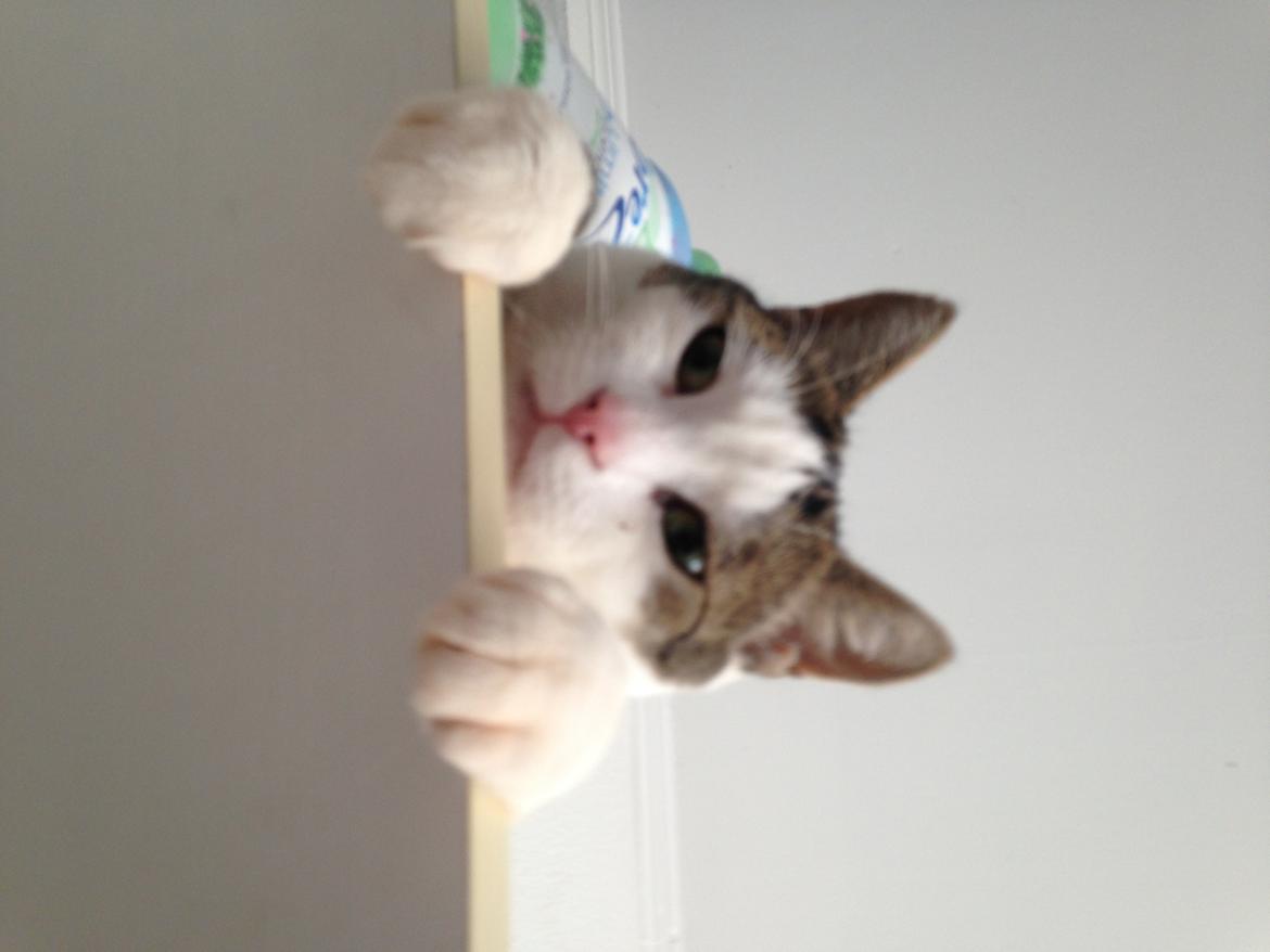 Huskat Topper billede 16