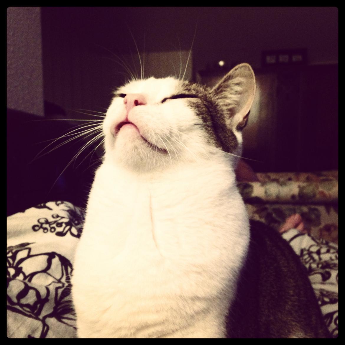 Huskat Topper billede 1