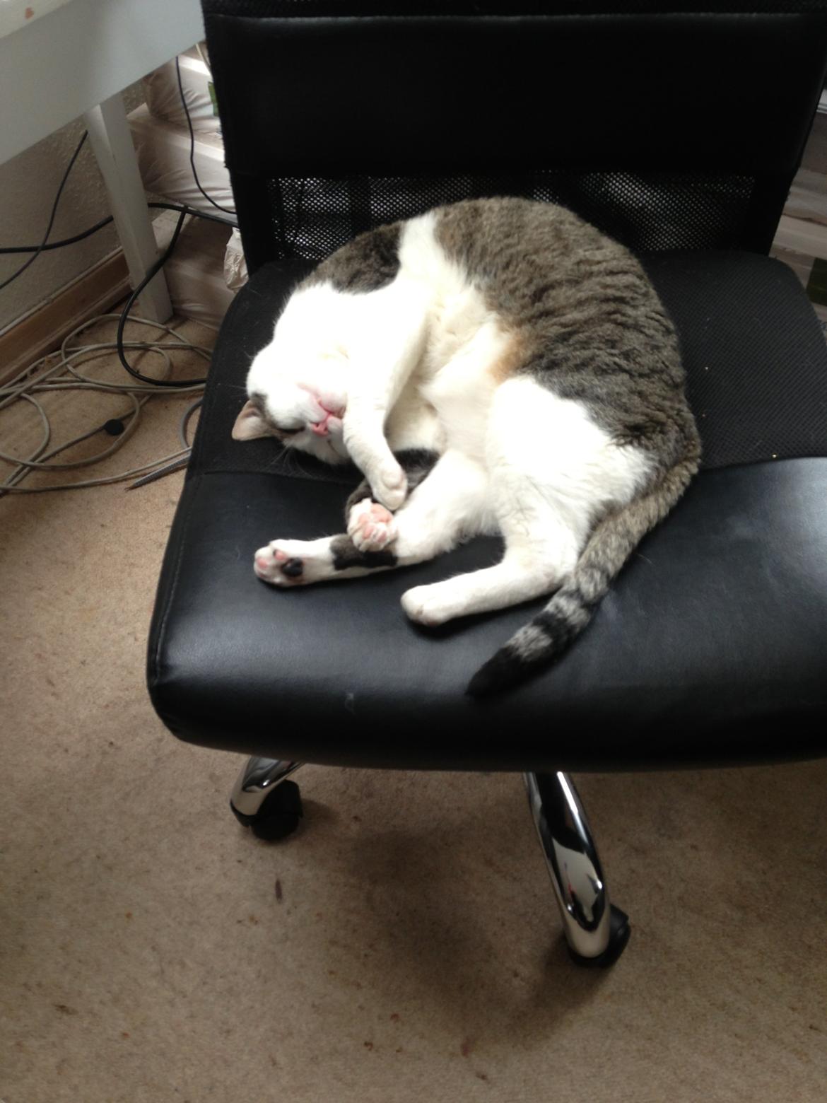 Huskat Topper billede 17