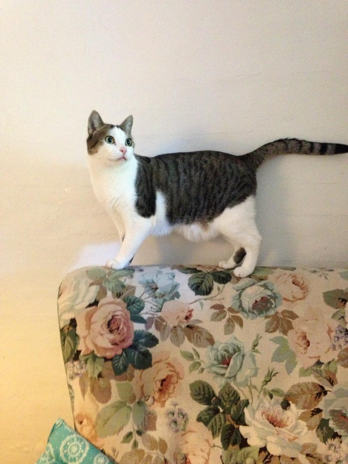 Huskat Topper billede 19