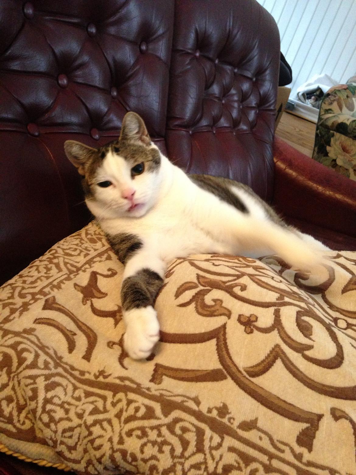 Huskat Topper billede 20