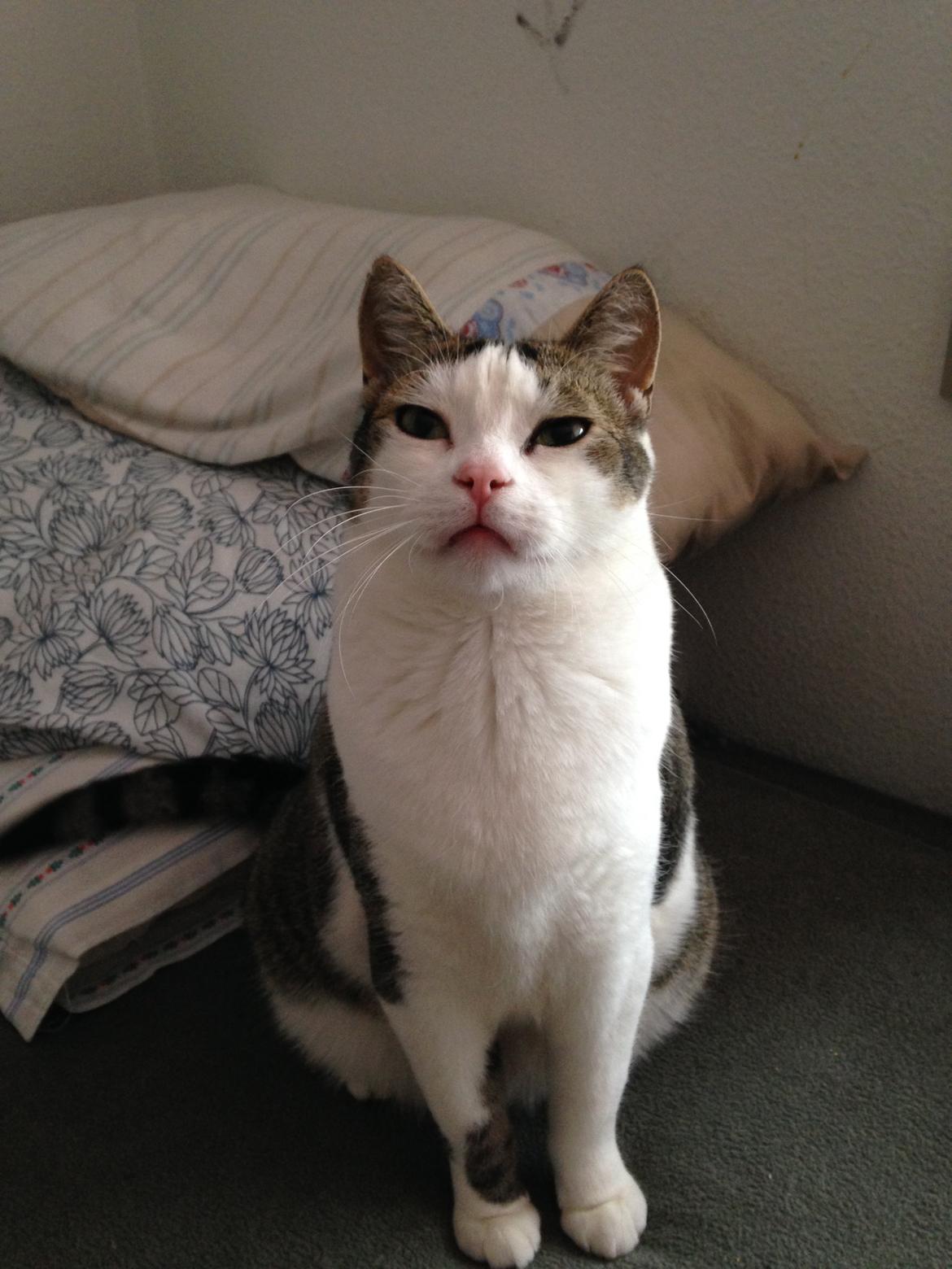 Huskat Topper billede 21