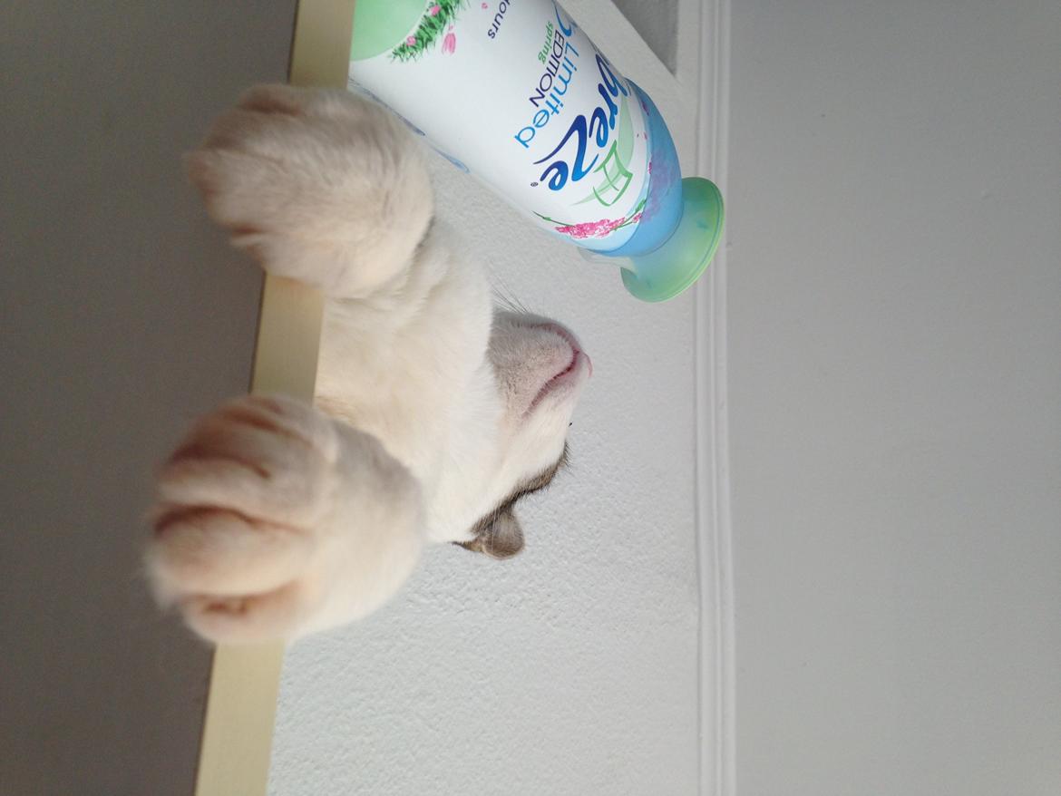 Huskat Topper billede 18