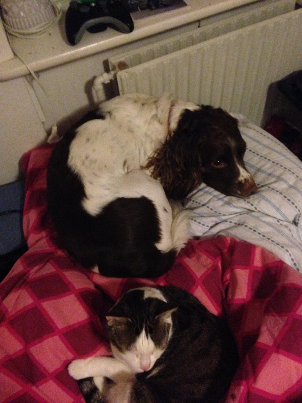 Huskat Topper billede 22