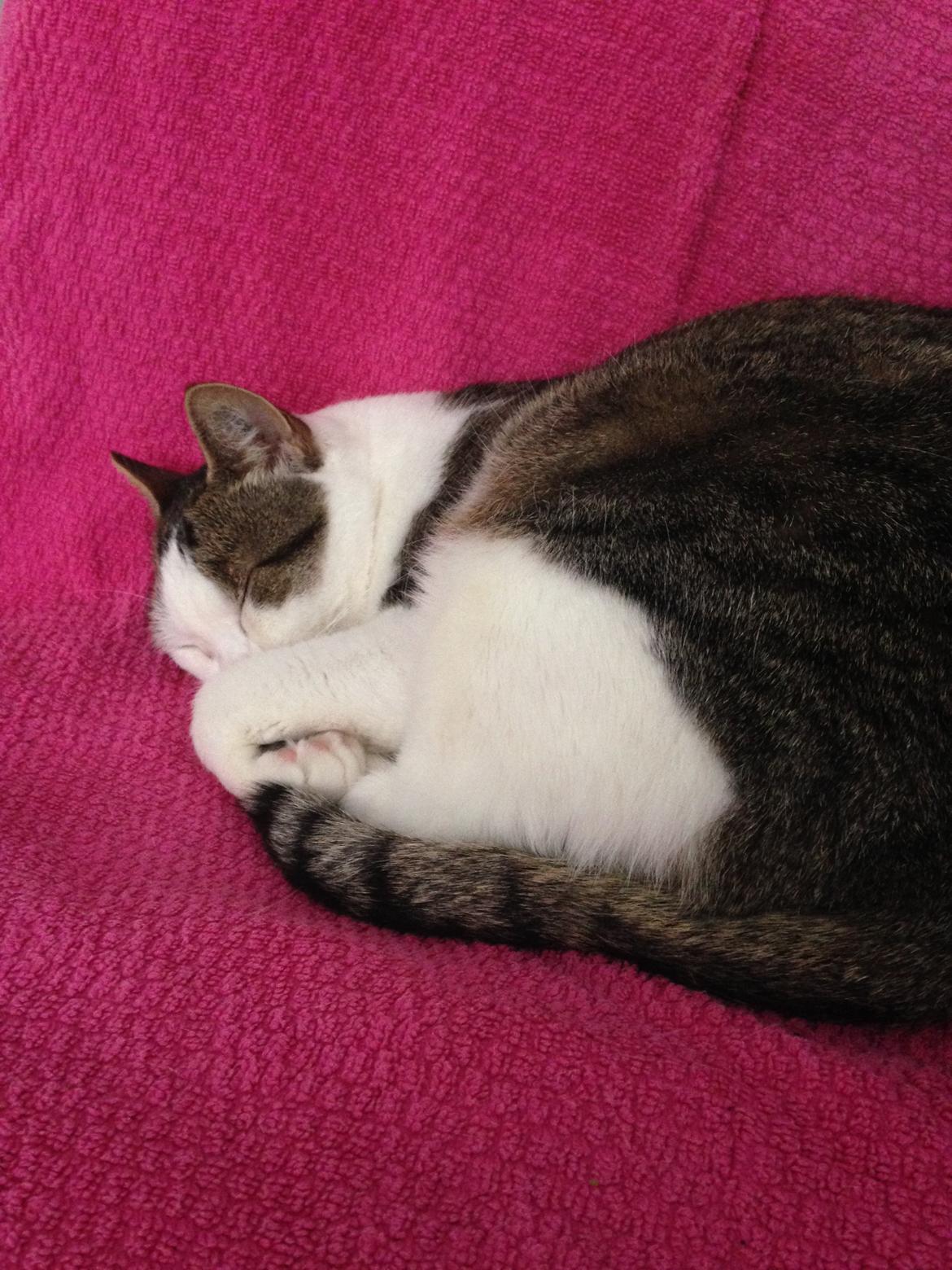 Huskat Topper billede 24