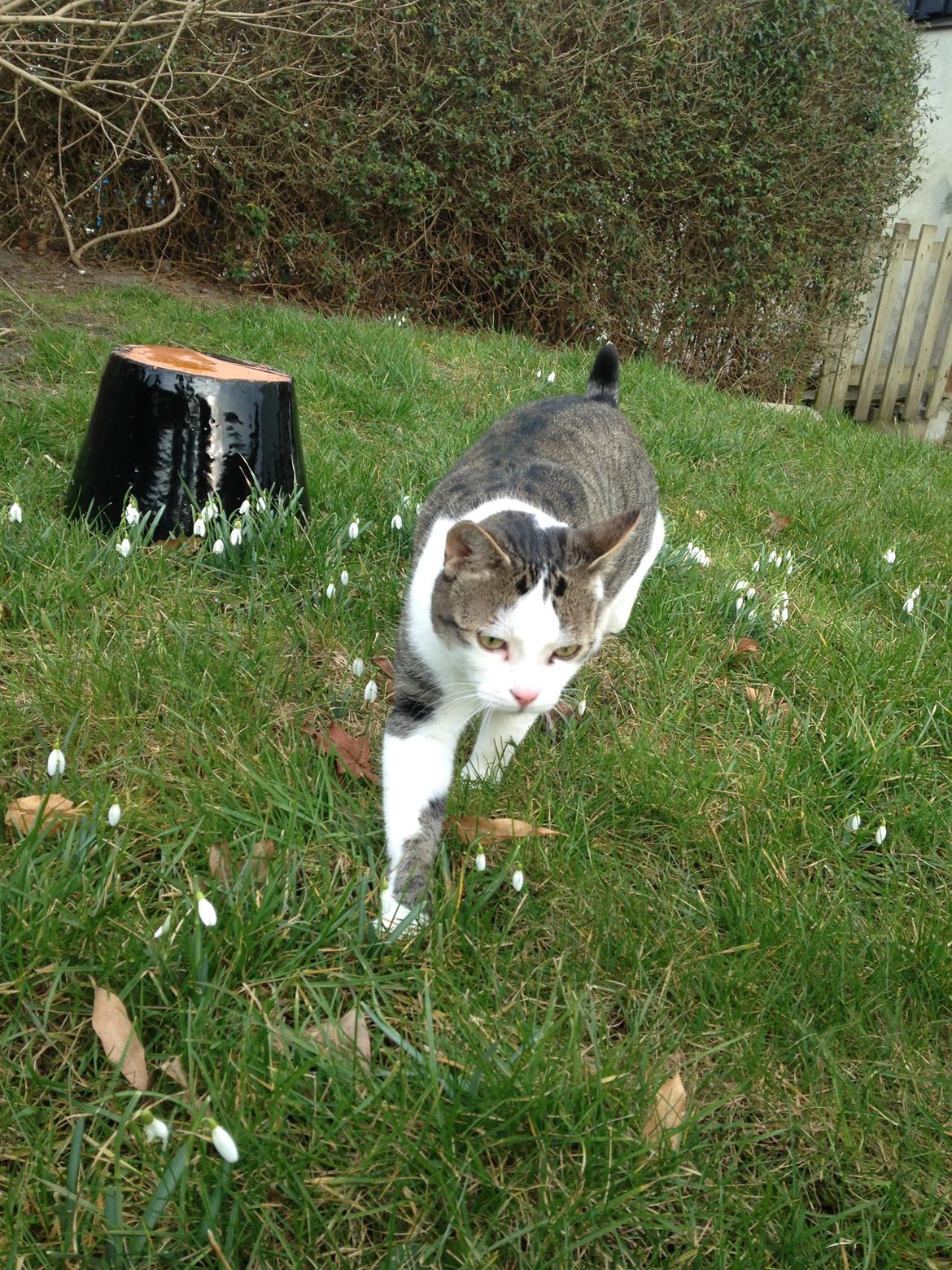 Huskat Topper billede 25