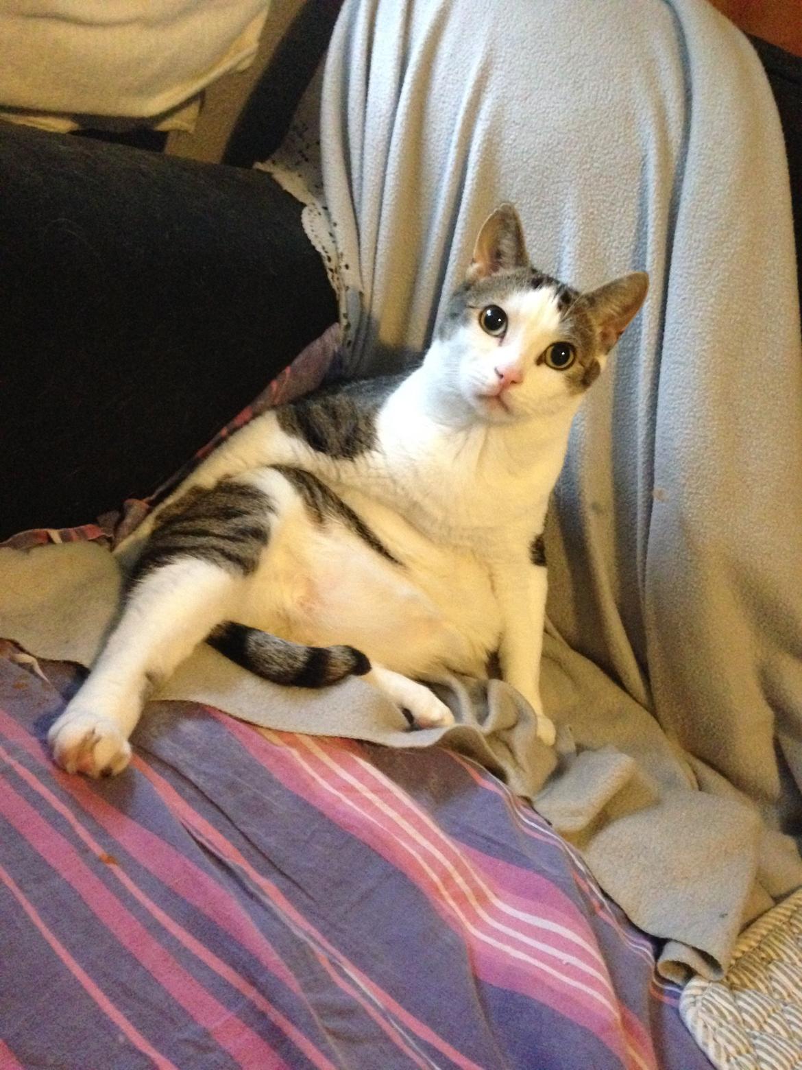 Huskat Topper billede 23