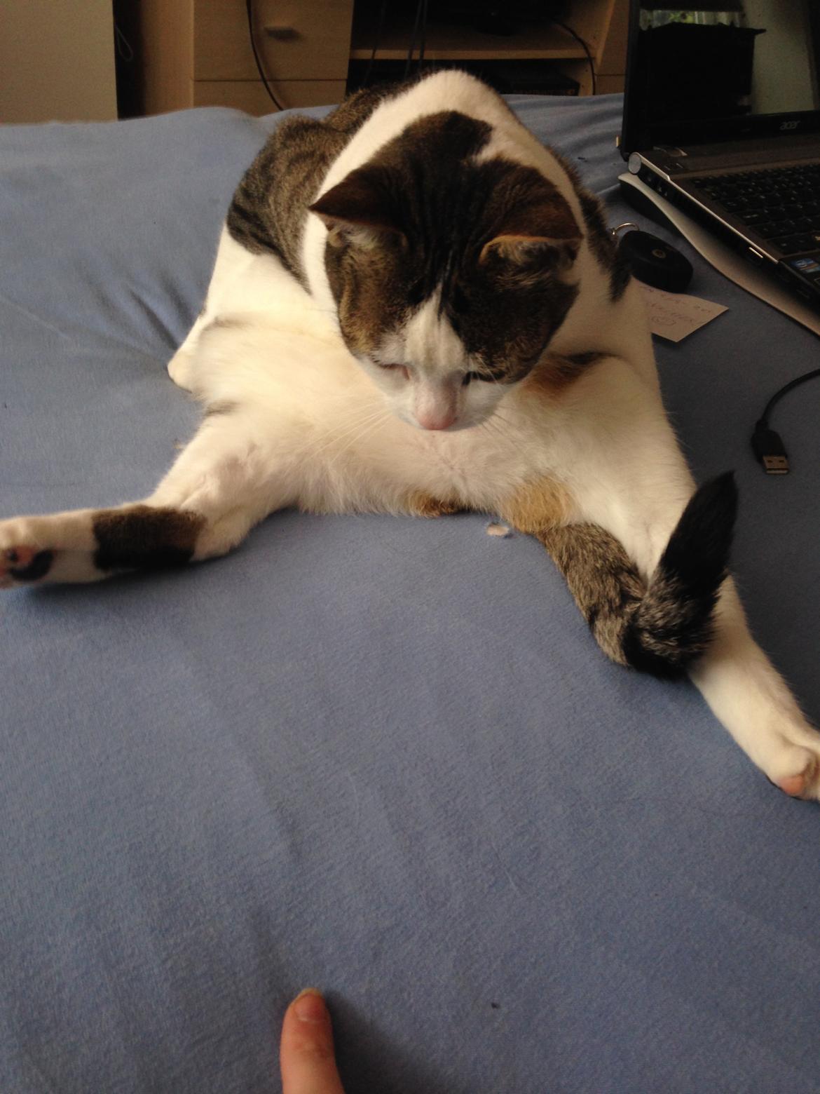 Huskat Topper billede 27