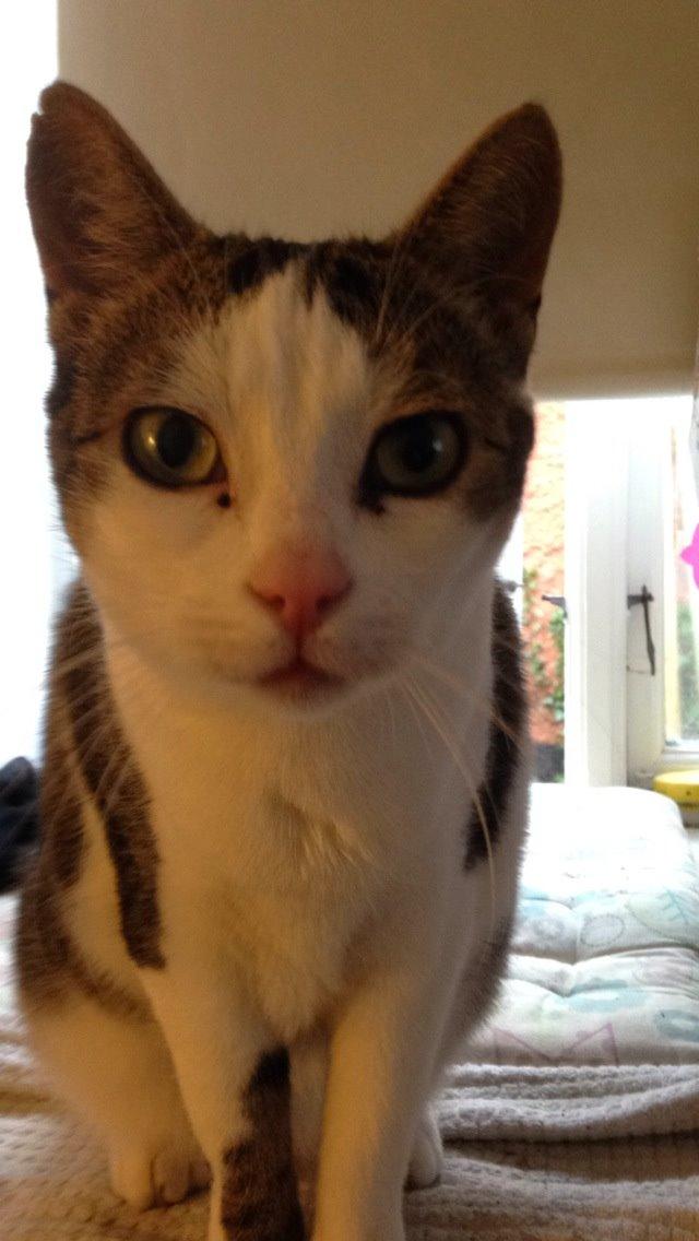 Huskat Topper billede 28