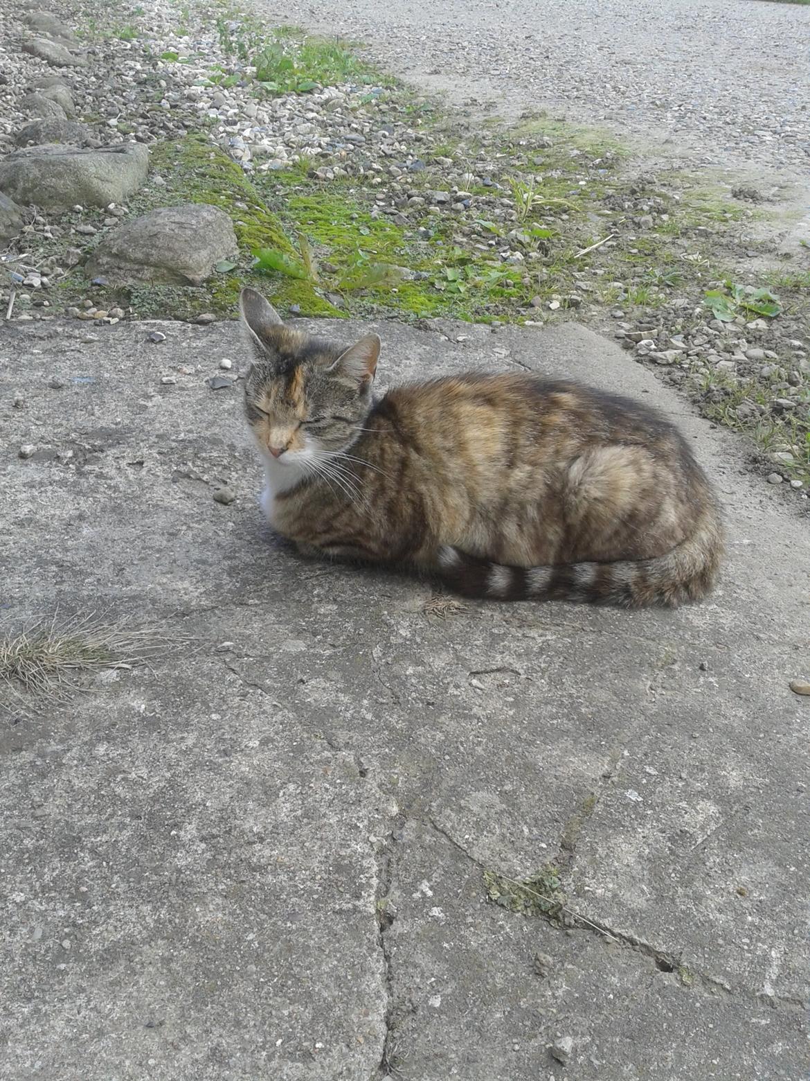 Huskat pus (mit et og alt) <3 billede 36