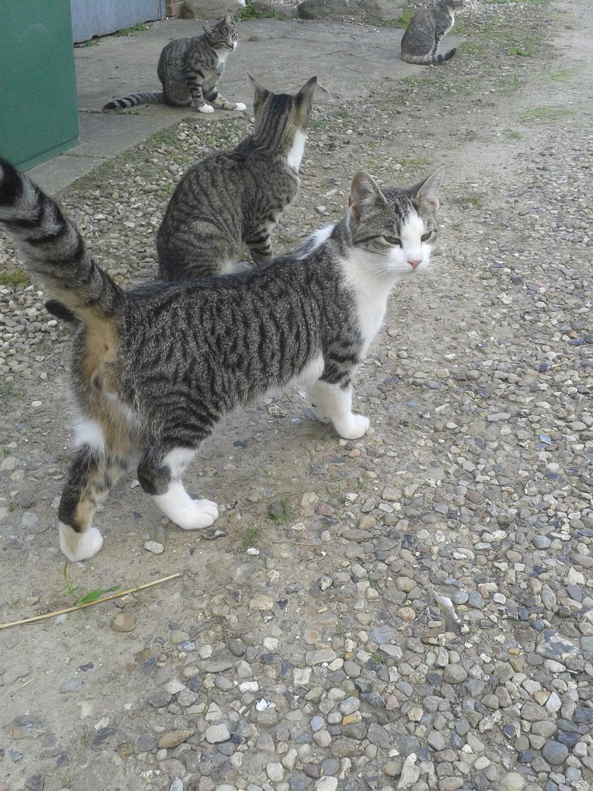 Huskat bølle billede 27