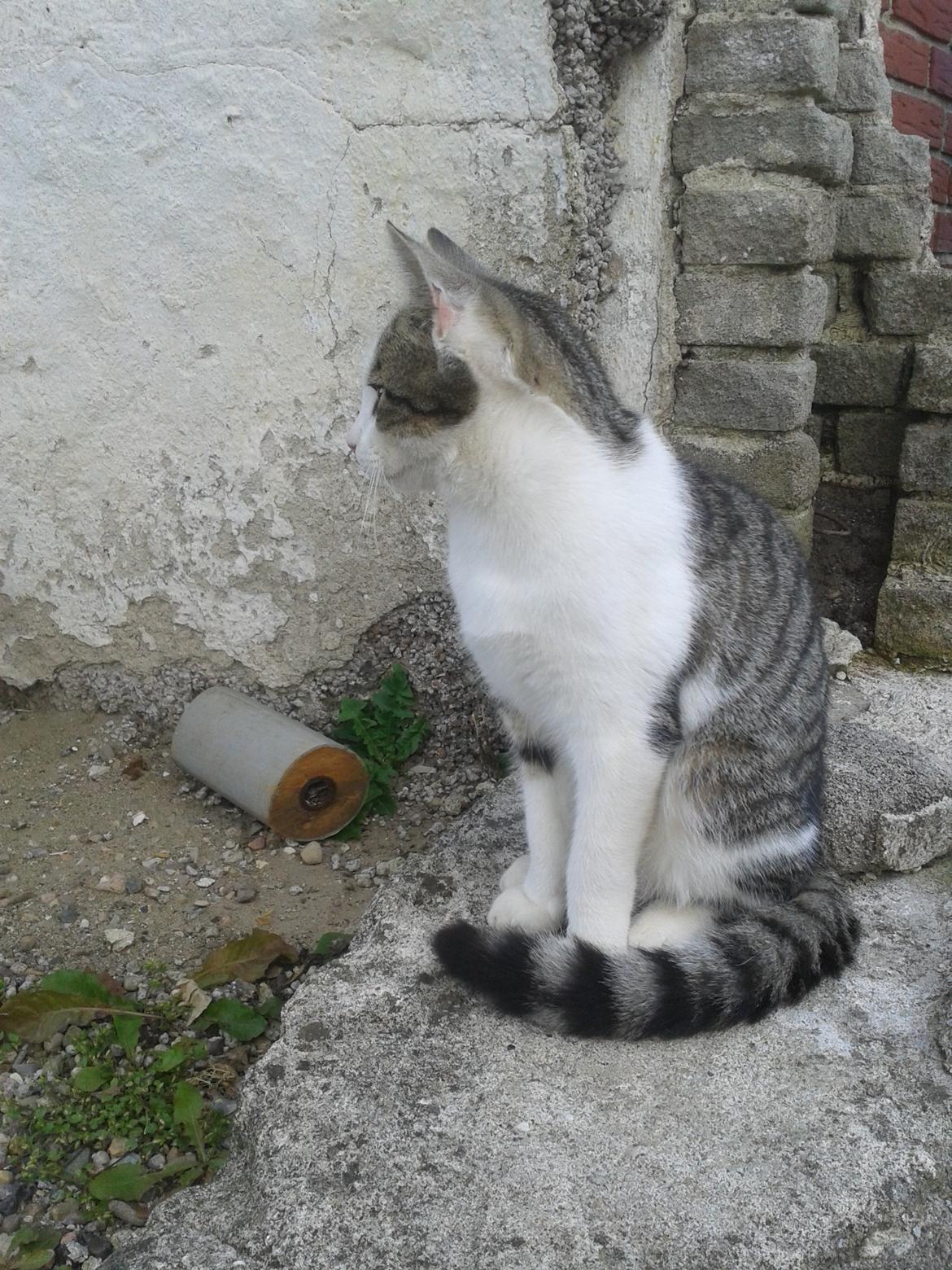 Huskat bølle billede 28