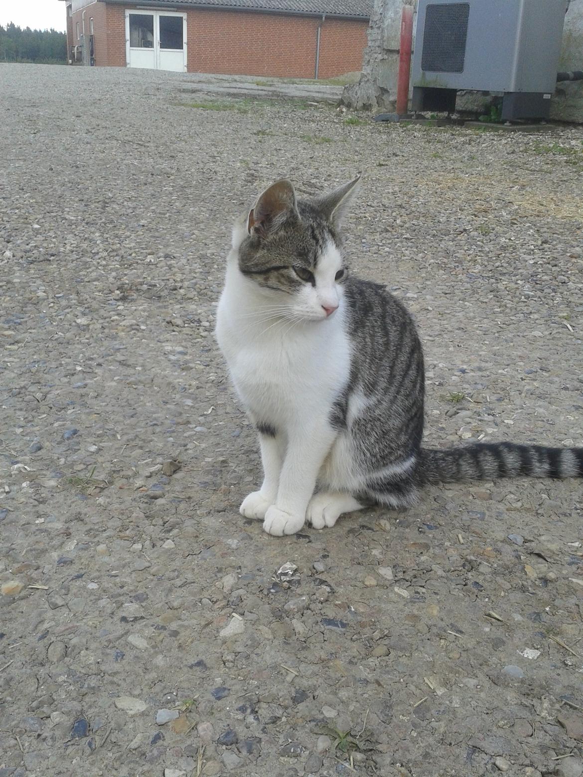 Huskat bølle billede 30