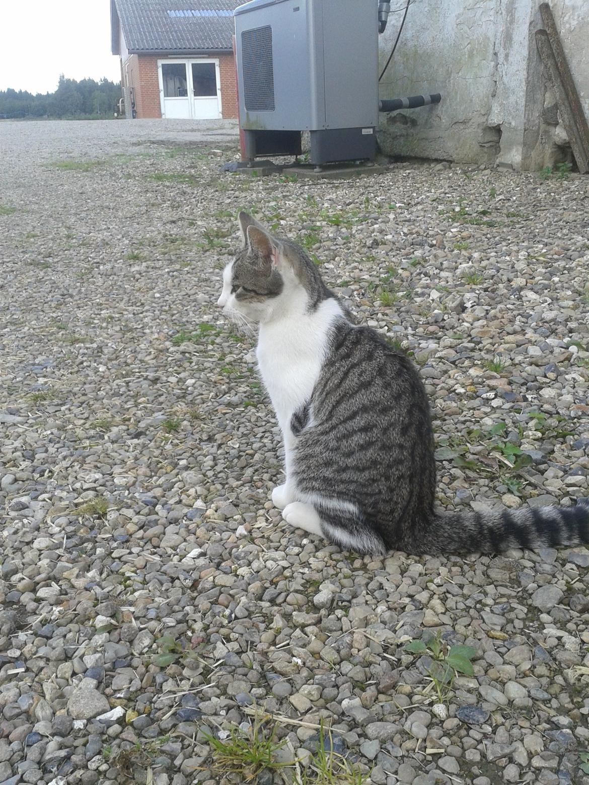 Huskat bølle billede 31