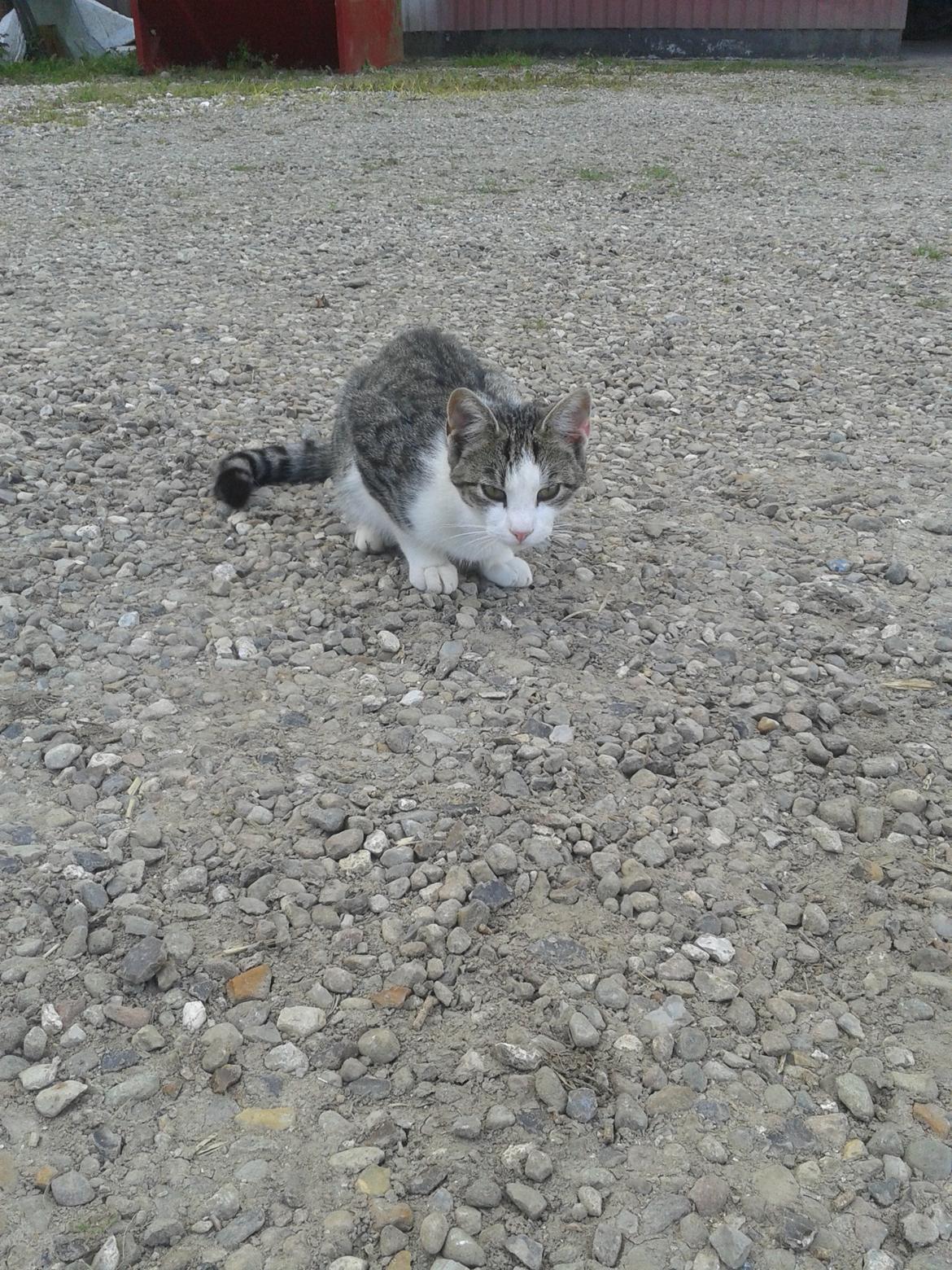 Huskat bølle billede 34