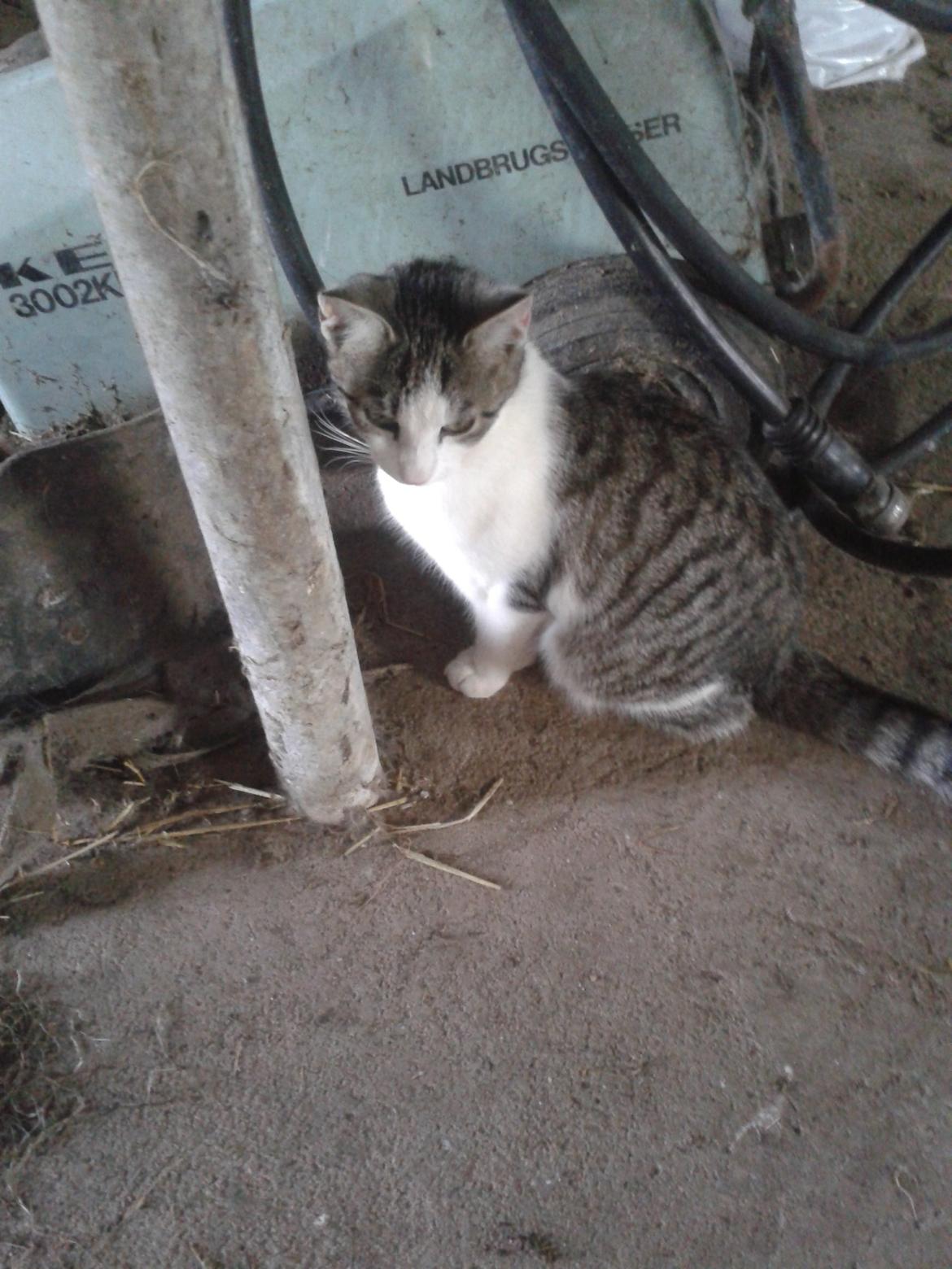 Huskat bølle billede 35