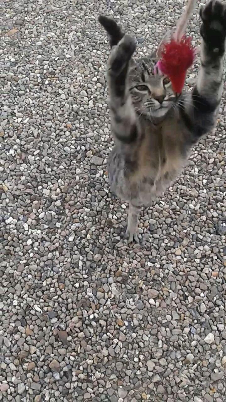 Huskat Tayson - Hopper efter musen  billede 29