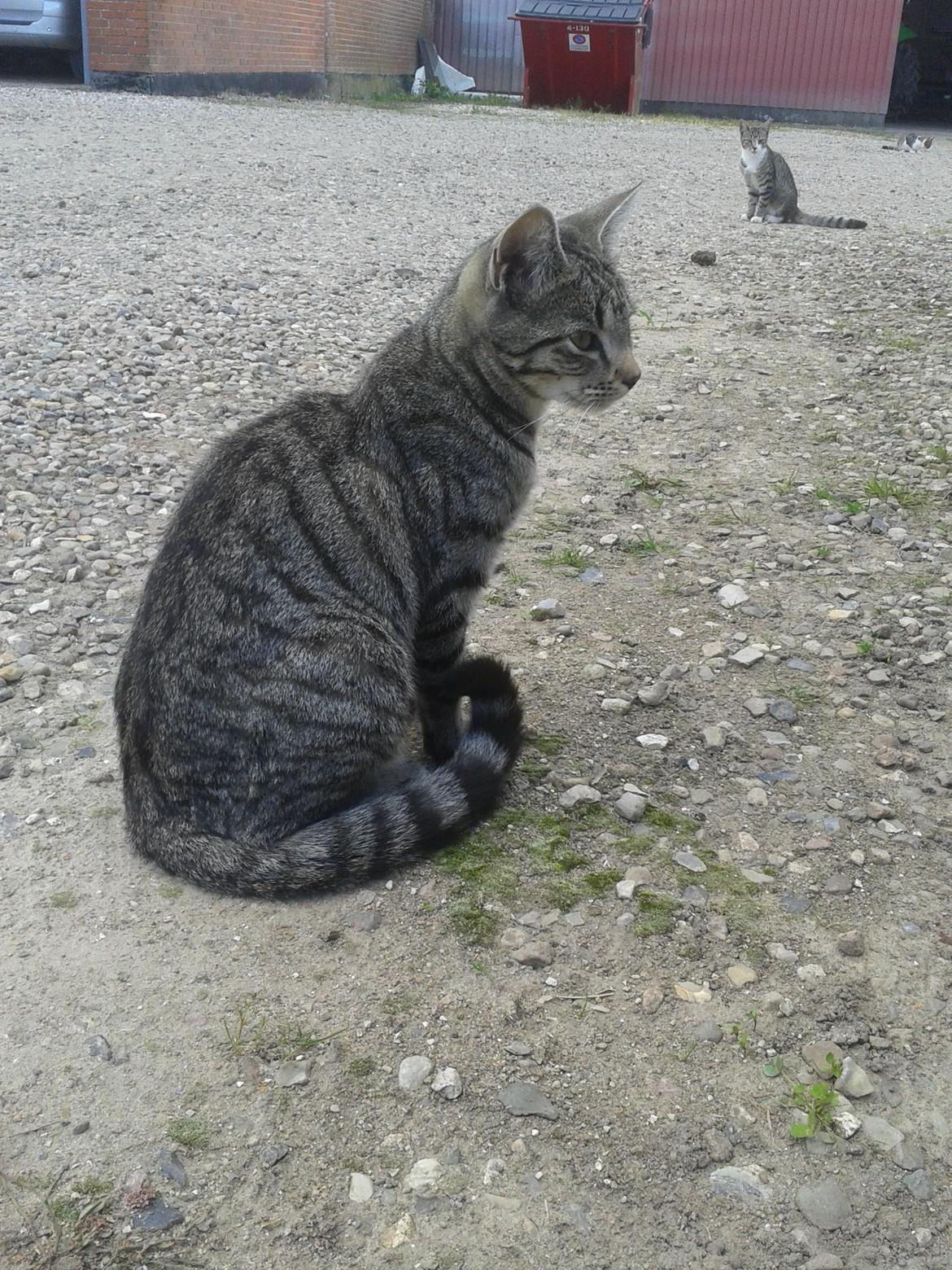 Huskat Tayson billede 30