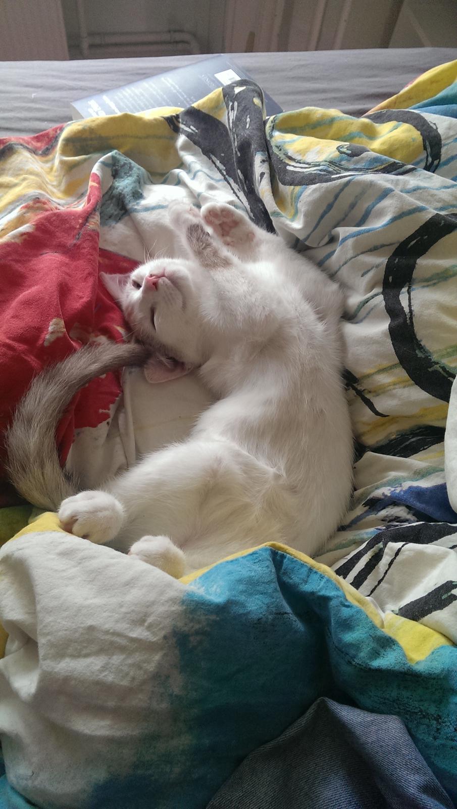 Blanding af racer Rhaegar billede 5