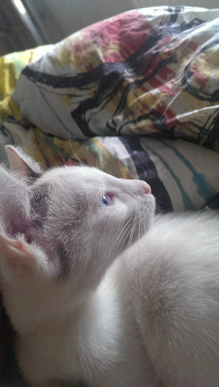 Blanding af racer Rhaegar billede 3