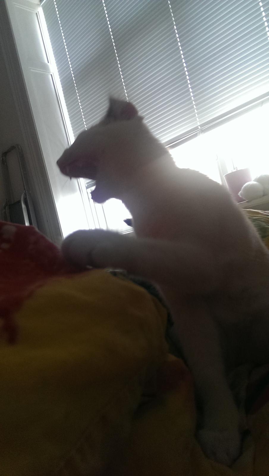 Blanding af racer Rhaegar billede 6