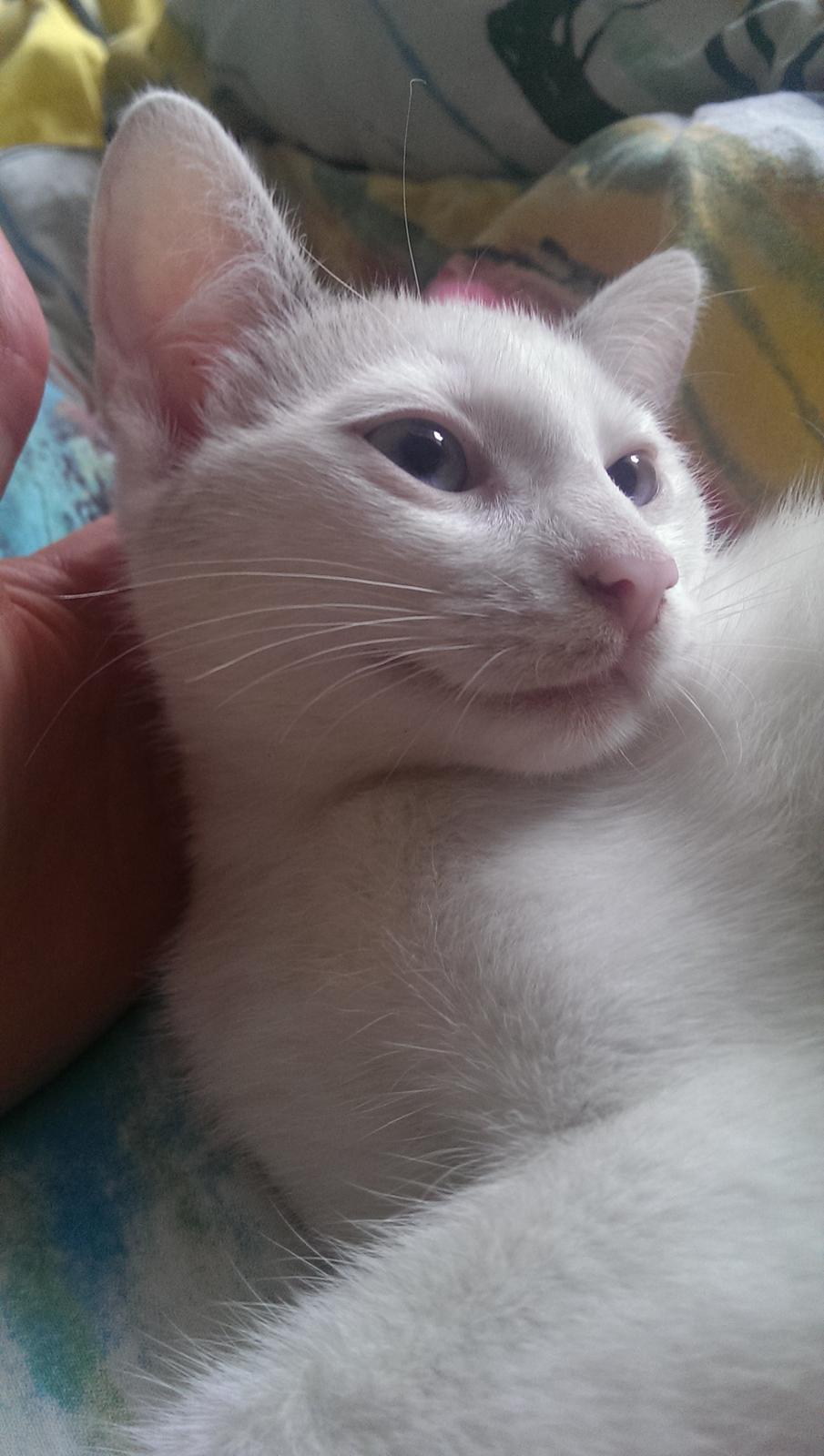 Blanding af racer Rhaegar billede 7