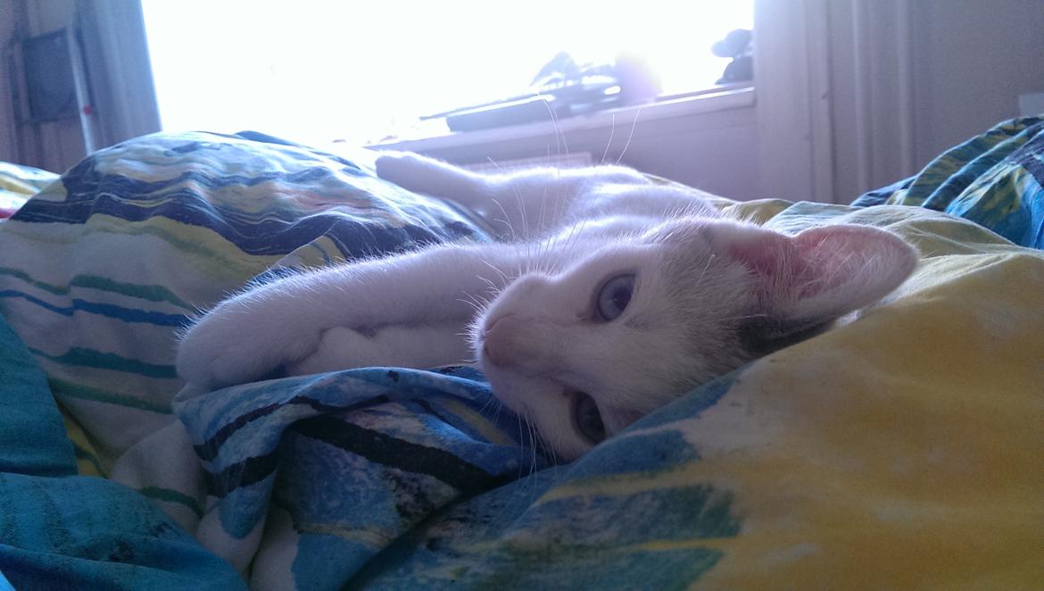 Blanding af racer Rhaegar billede 2